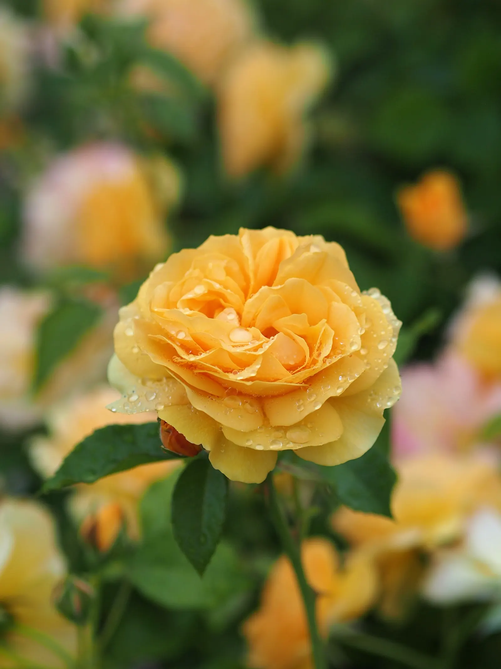 Julia Child Rose (Rosa 'Julia Child') — the Julia Child Rose will flourish