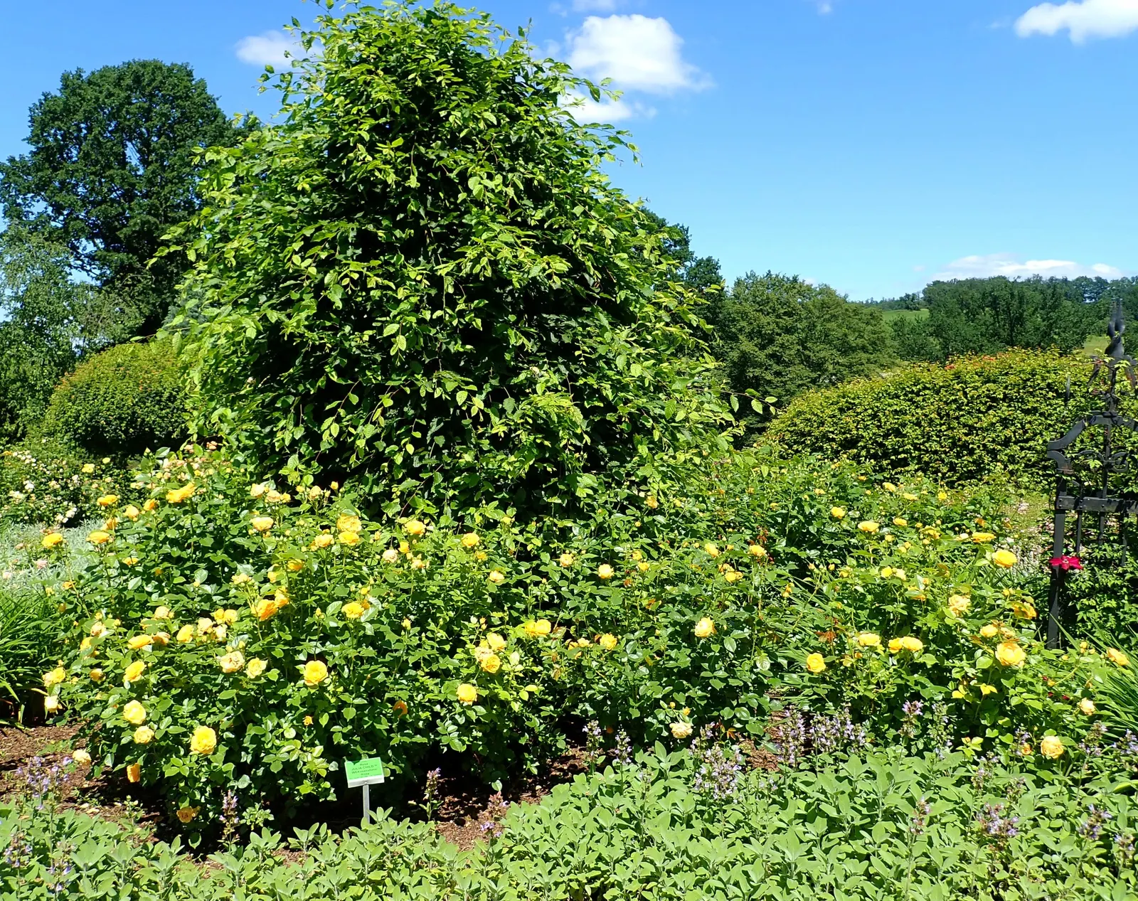 Julia Child Rose (Rosa 'Julia Child') — ensuring a healthy and vibrant display