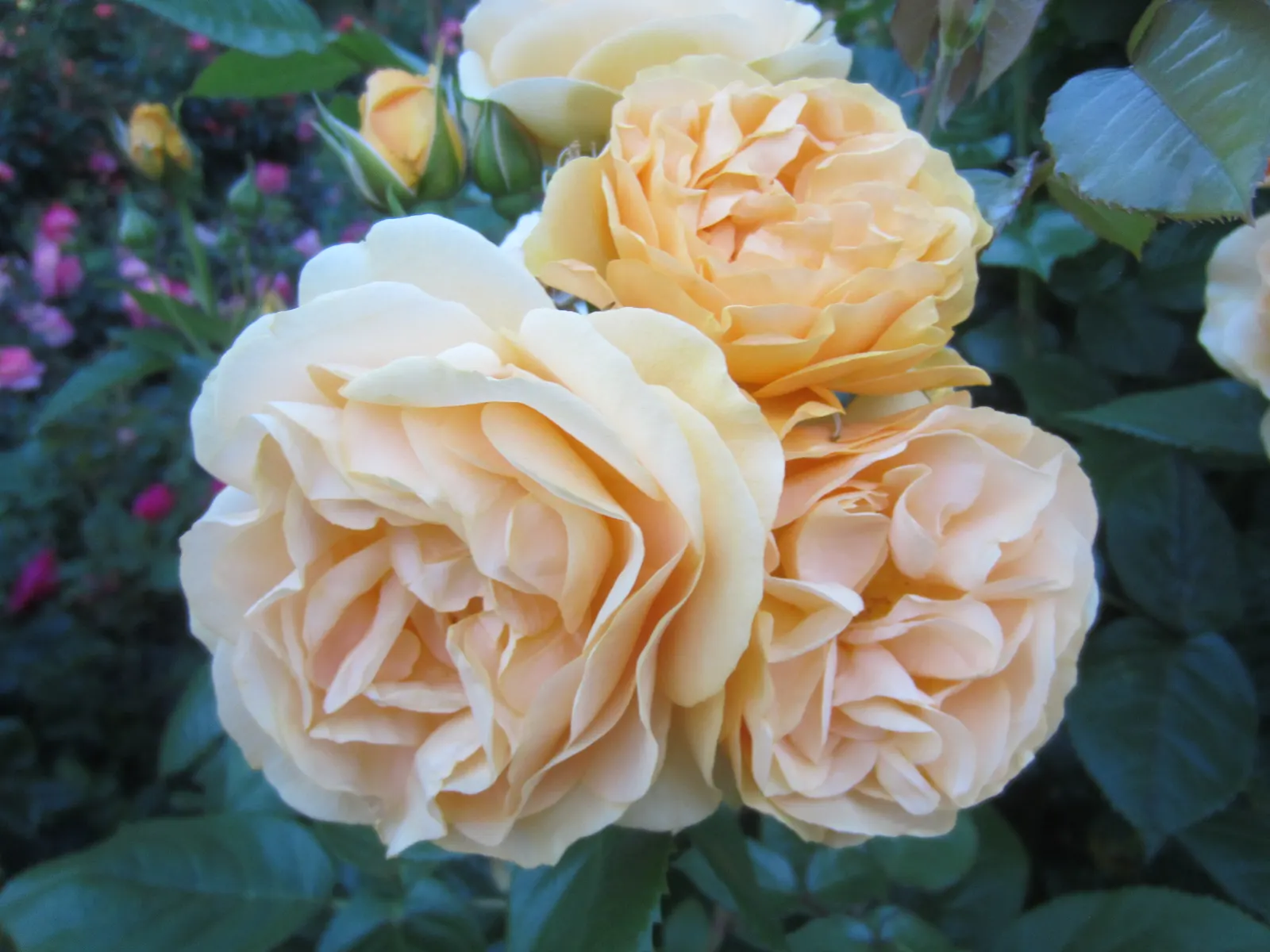 Julia Child Rose (Rosa 'Julia Child') — spacing about 2-3 feet apart for optimal air circulation