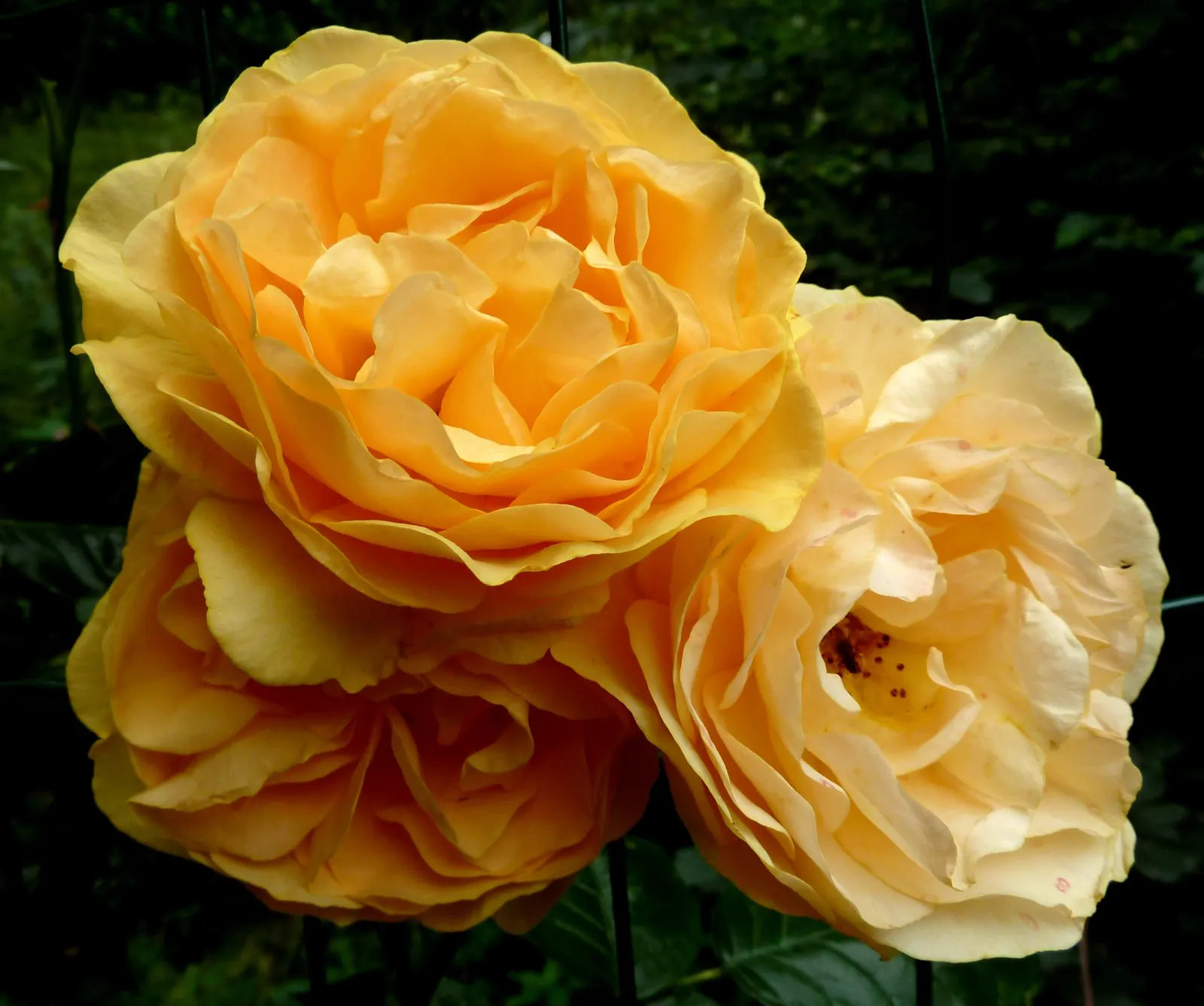 Julia Child Rose (Rosa 'Julia Child') — To maximize its performance