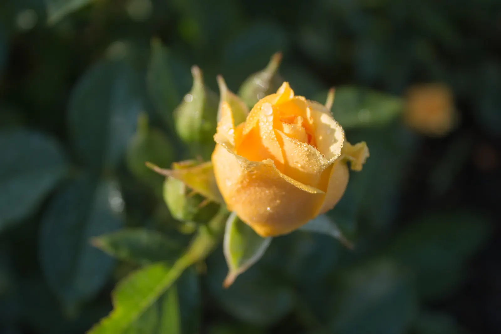 Julia Child Rose (Rosa 'Julia Child') — rendering it an excellent choice for borders