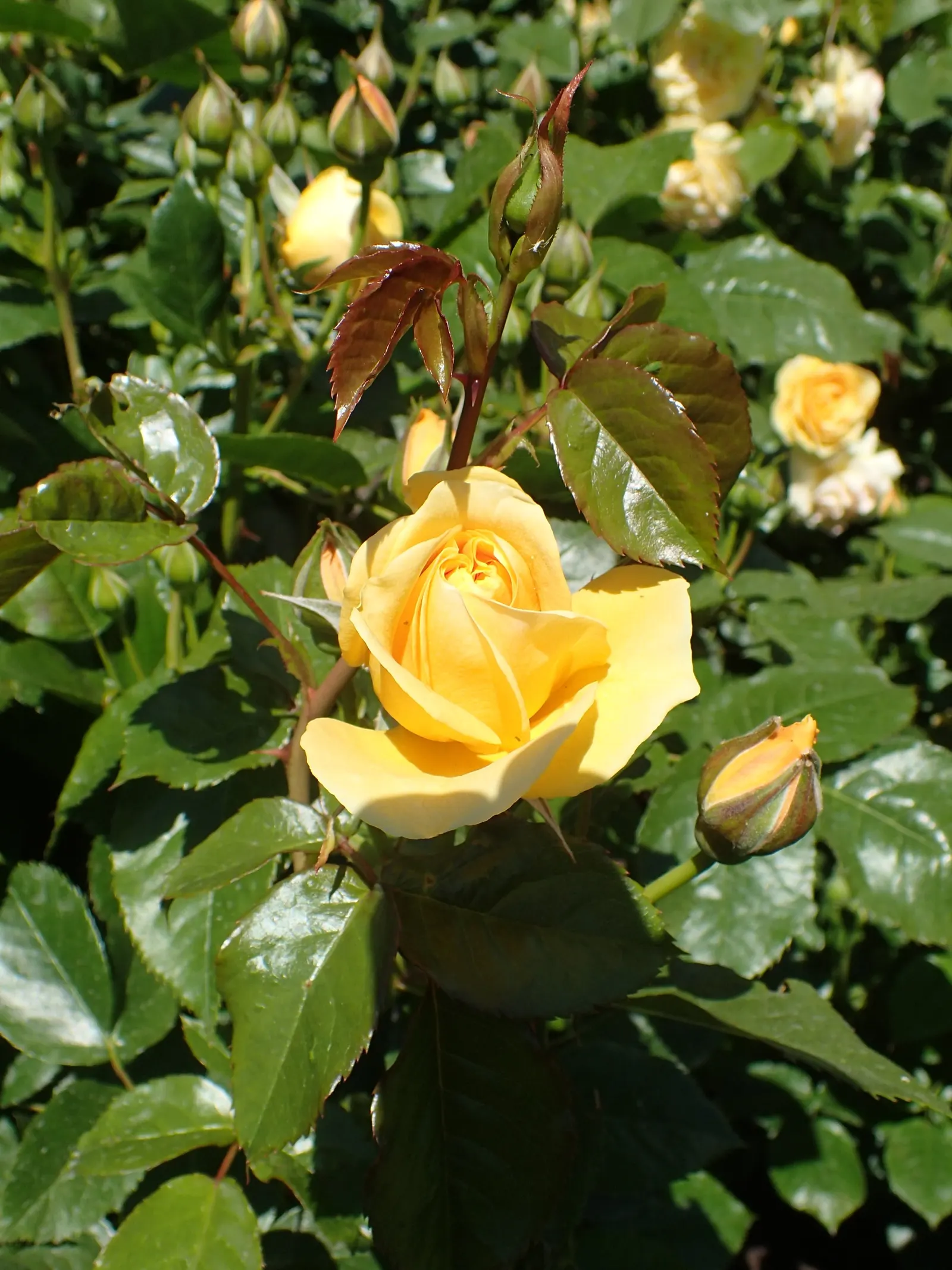Julia Child Rose (Rosa 'Julia Child') — Its flowers are notably full and rounded; to maximize its performance