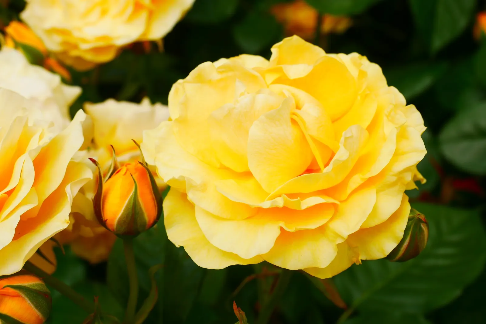Julia Child Rose (Rosa 'Julia Child') — is a distinctive floribunda variety that is as charming and delightful as its namesake