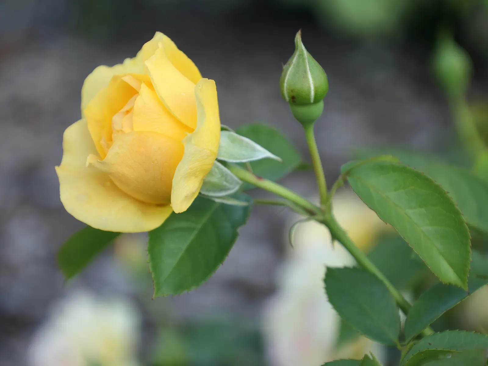 Julia Child Rose (Rosa 'Julia Child') — This variety typically achieves a modest mature size of about 2 to 3 feet in both height and spread