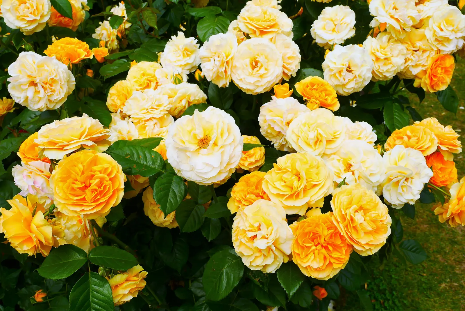 Julia Child Rose (Rosa 'Julia Child') — Repeat blooms grace the plant from late spring to frost