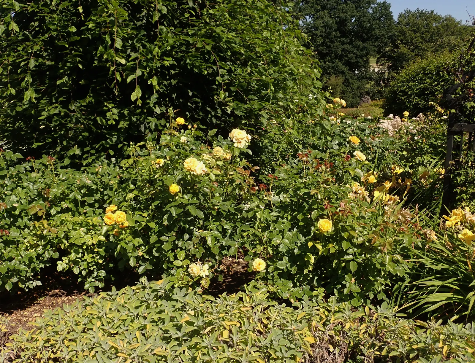 Julia Child Rose (Rosa 'Julia Child') — Its flowers are notably full and rounded