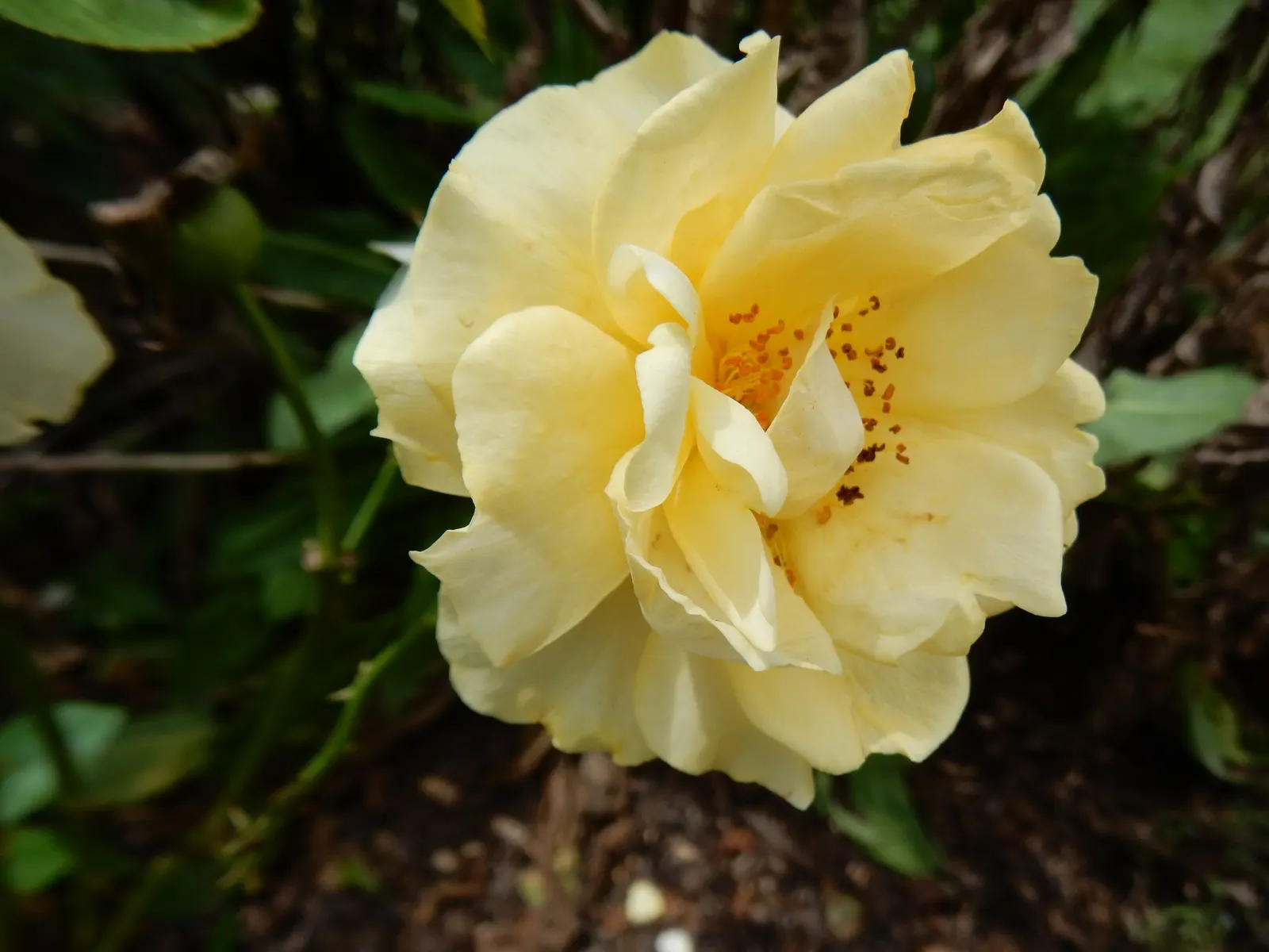 Julia Child Rose (Rosa 'Julia Child') — This cultivar was personally chosen by the famed culinary artist Julia Child herself for its rich; ensuring a healthy