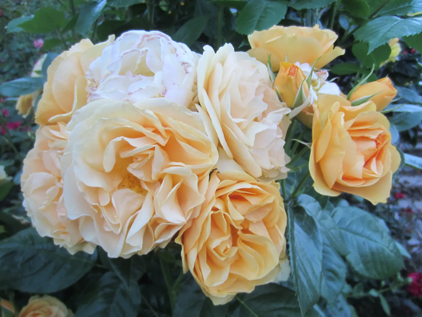Julia Child Rose (Rosa 'Julia Child') — Rosa 'Julia Child' is a pleasing floribunda rose with buttery-yellow blossoms and a sweet licorice scent