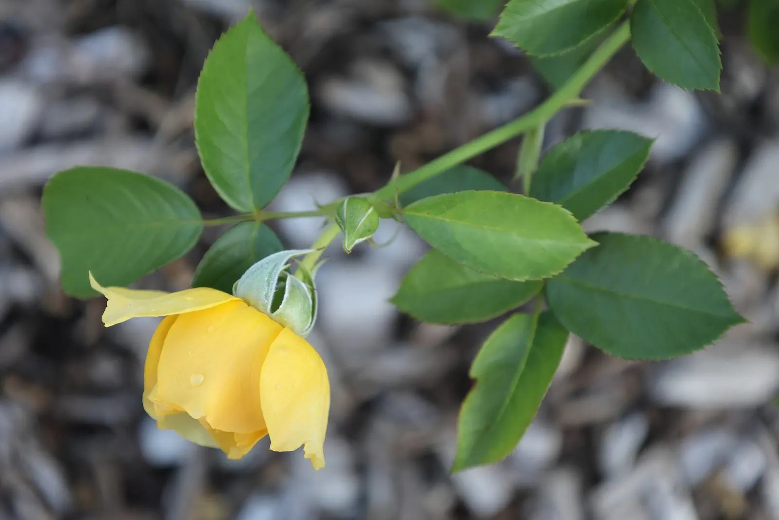Julia Child Rose (Rosa 'Julia Child') — exhibiting exceptional disease resistance