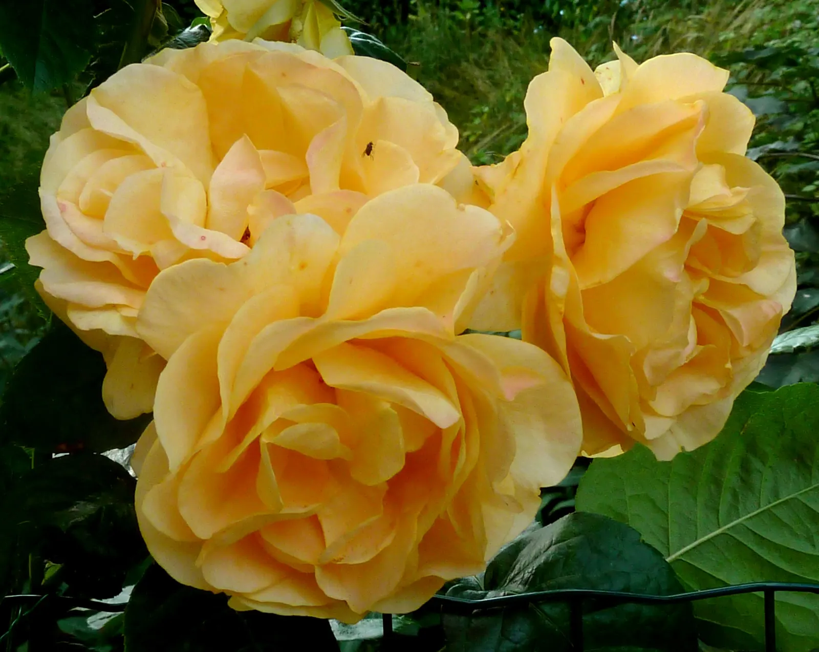 Julia Child Rose (Rosa 'Julia Child') — commonly referred to as the Julia Child Rose; the Rosa 'Julia Child' guarantees an extended display of vibrant color
