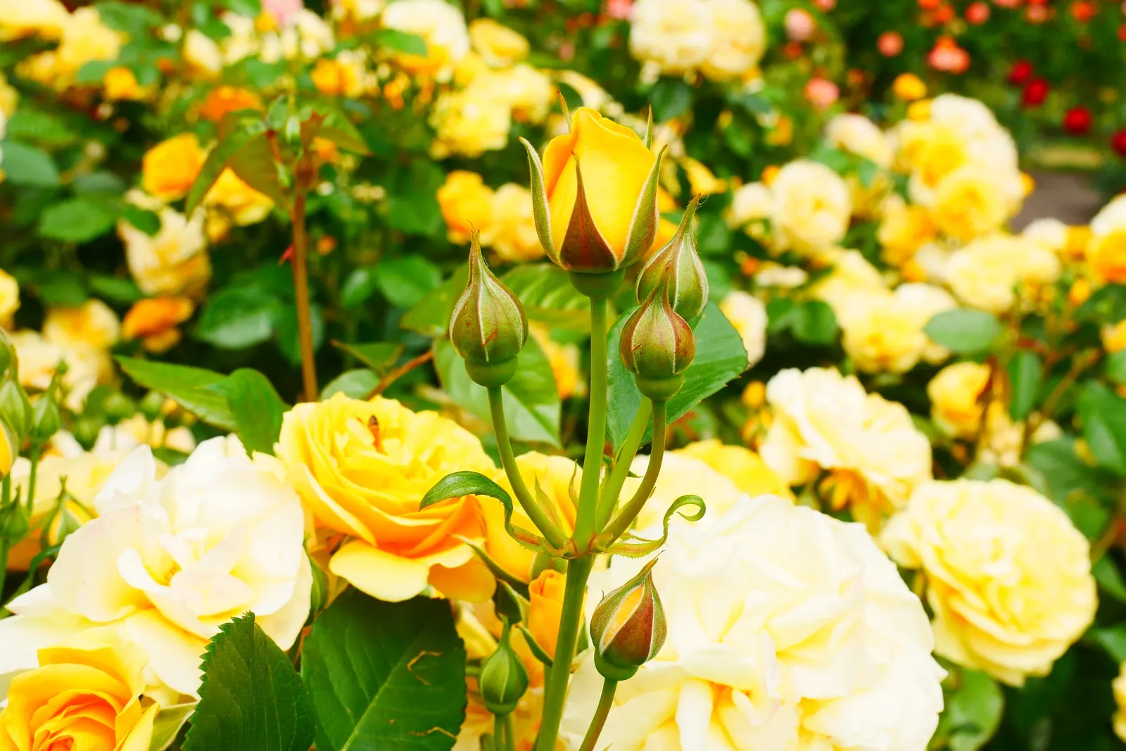 Julia Child Rose (Rosa 'Julia Child') — Rosa 'Julia Child' is a pleasing floribunda rose with buttery-yellow blossoms and a sweet licorice scent; repeat blooms