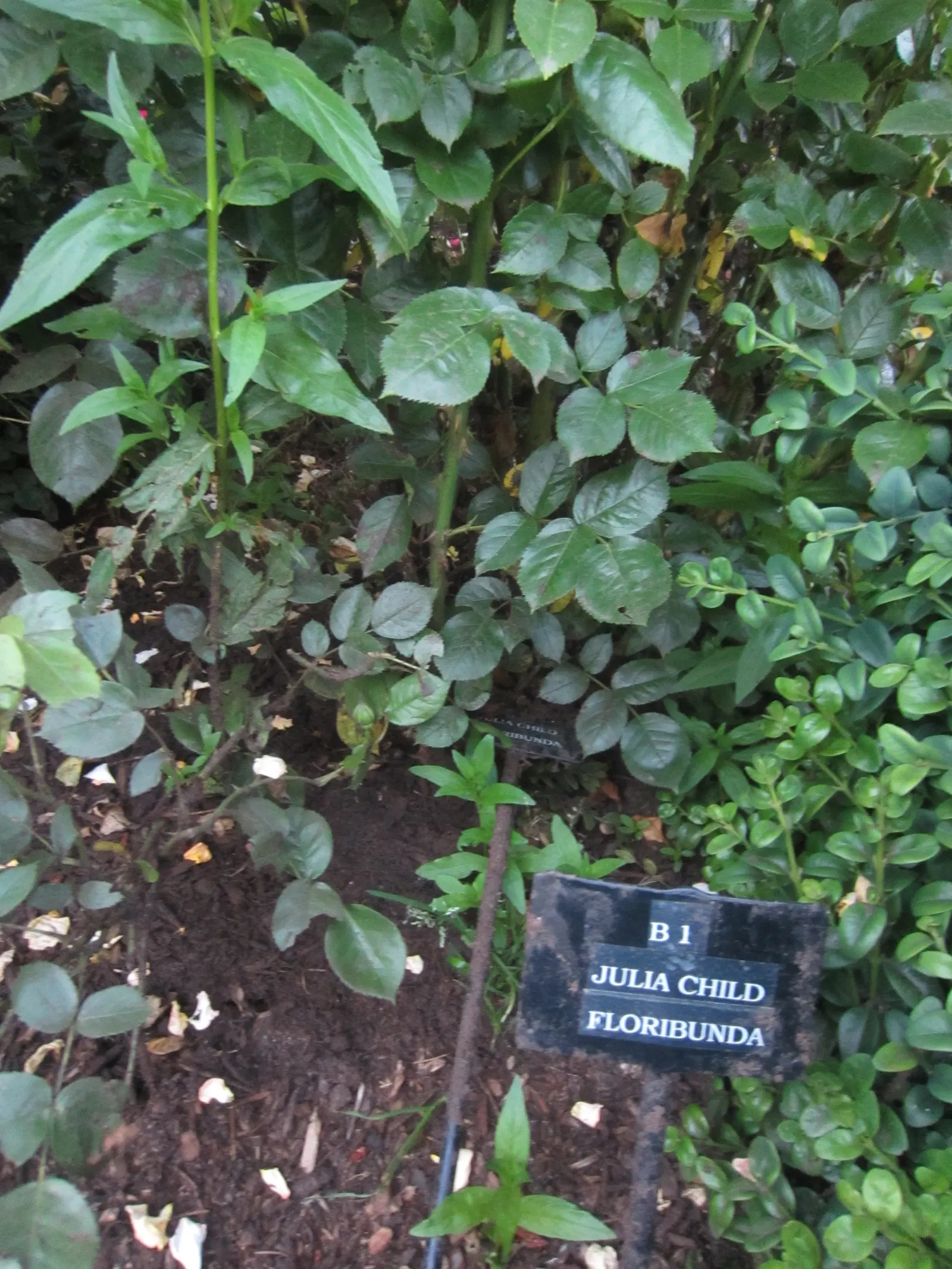 Julia Child Rose (Rosa 'Julia Child') — fitting well into small gardens or borders