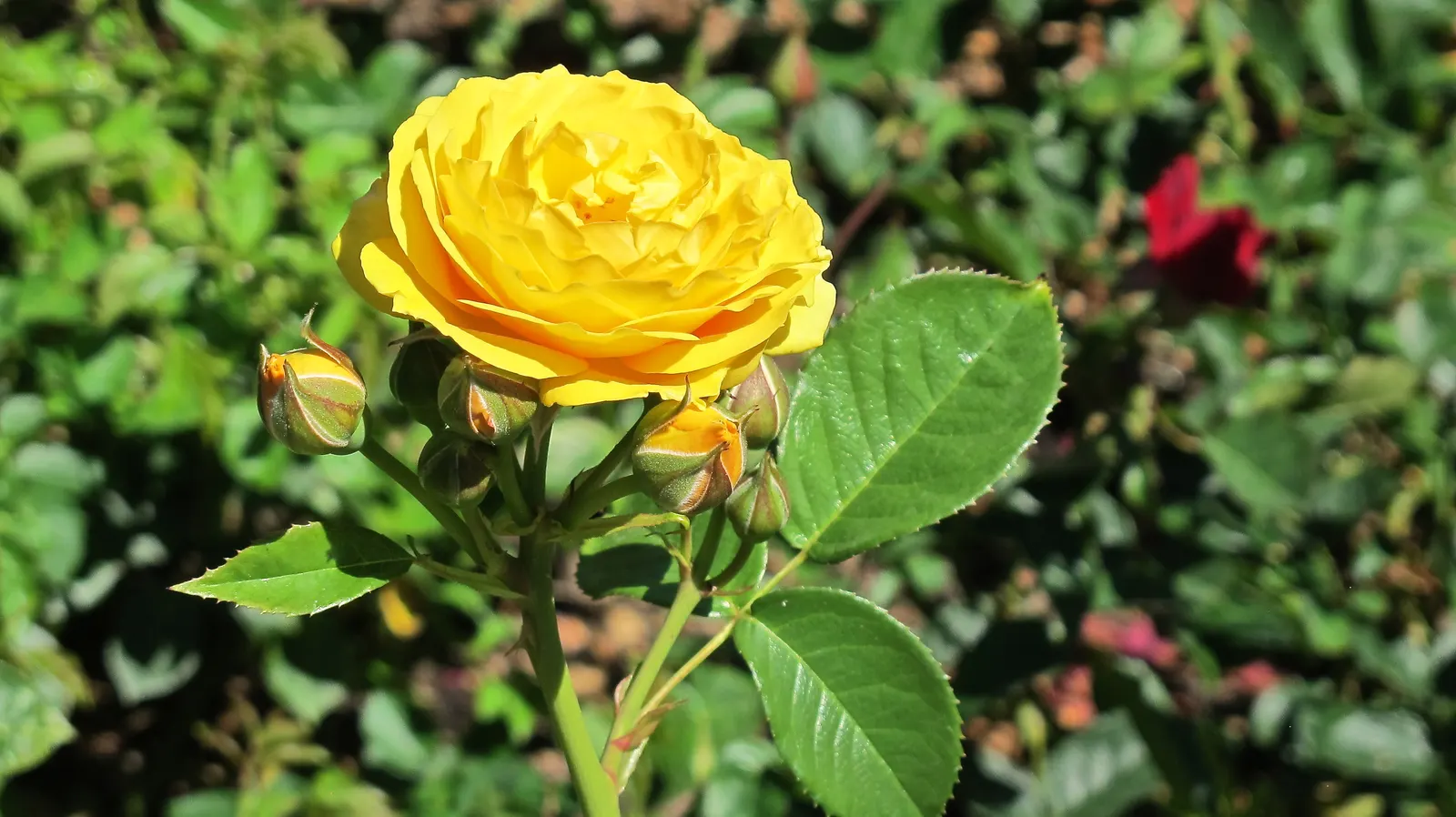 Julia Child Rose (Rosa 'Julia Child') — shrub with yellow blooms