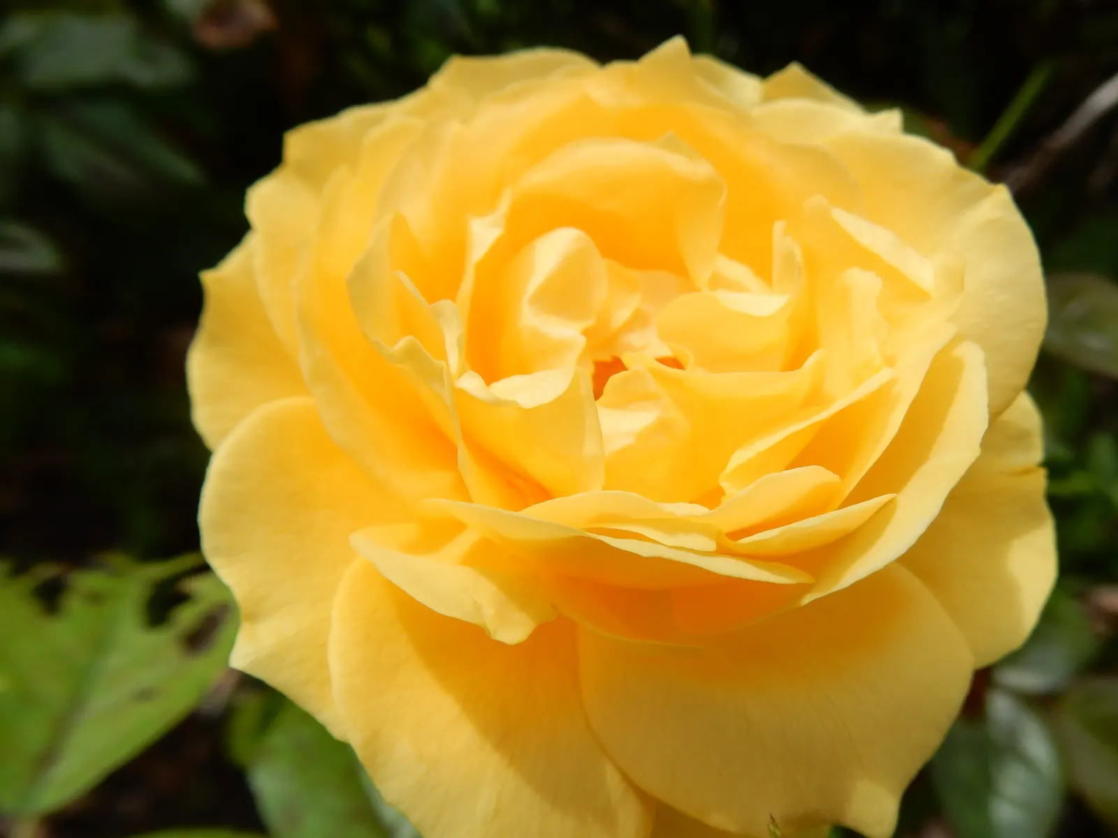 Julia Child Rose (Rosa 'Julia Child') — spacing about 2-3 feet apart for optimal air circulation, image 32