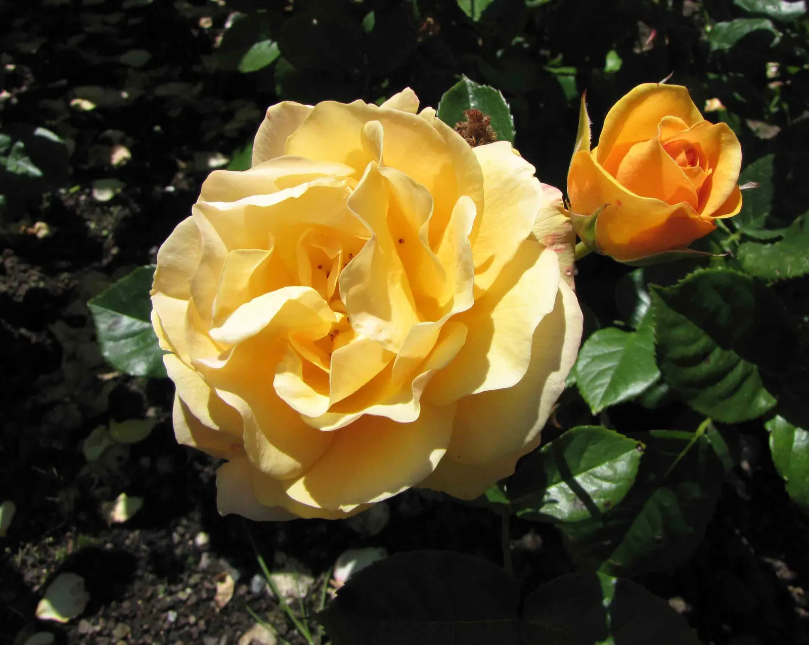 Julia Child Rose (Rosa 'Julia Child') — This cultivar was personally chosen by the famed culinary artist Julia Child herself for its rich