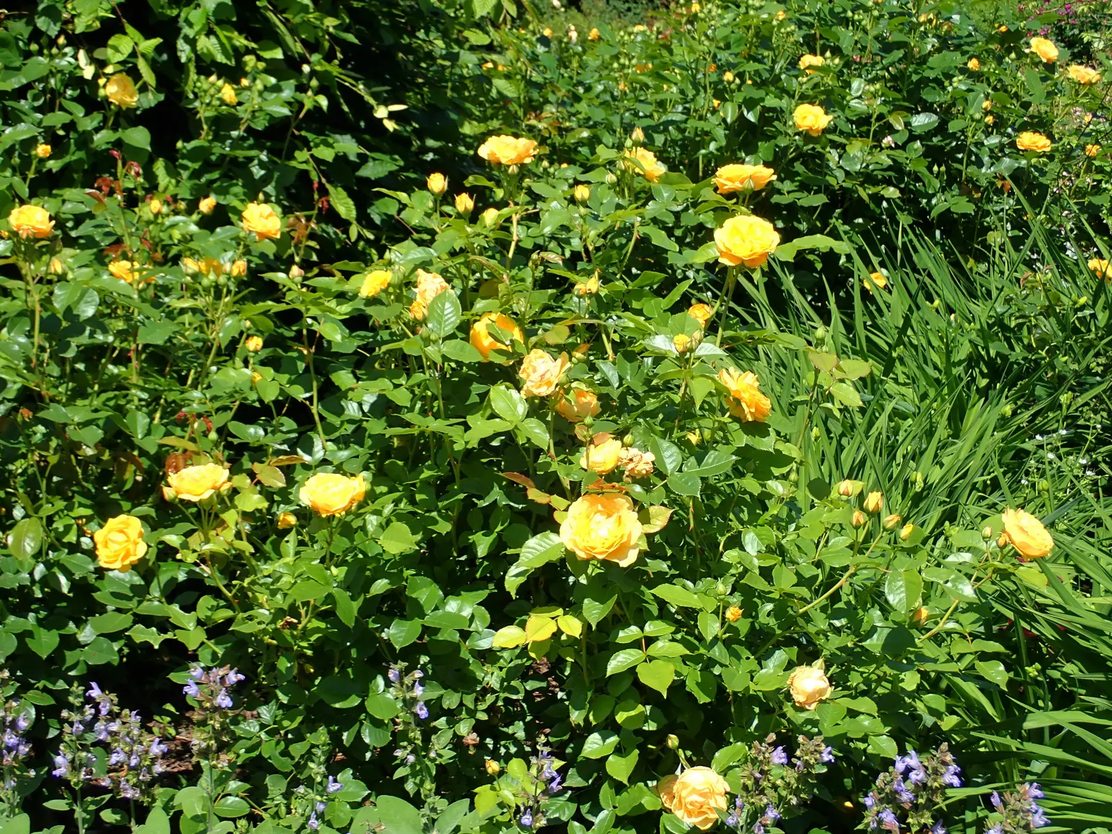 Julia Child Rose (Rosa 'Julia Child') — butter-gold blooms that exude a sweet licorice candy fragrance