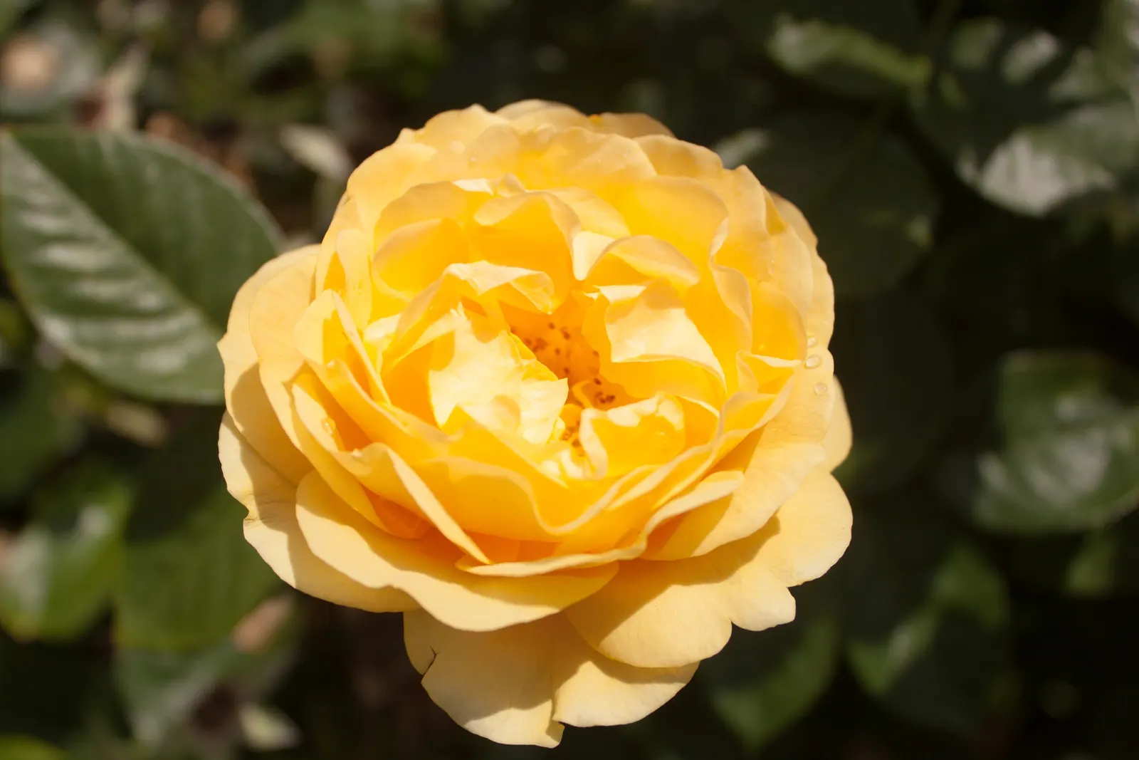 Julia Child Rose (Rosa 'Julia Child') — commonly referred to as the Julia Child Rose