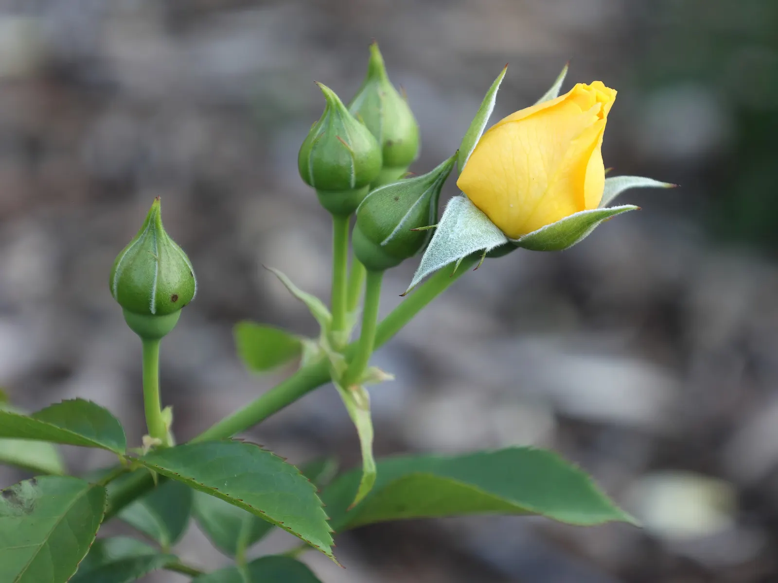 Julia Child Rose (Rosa 'Julia Child') — capturing the essence of casual elegance in any garden setting