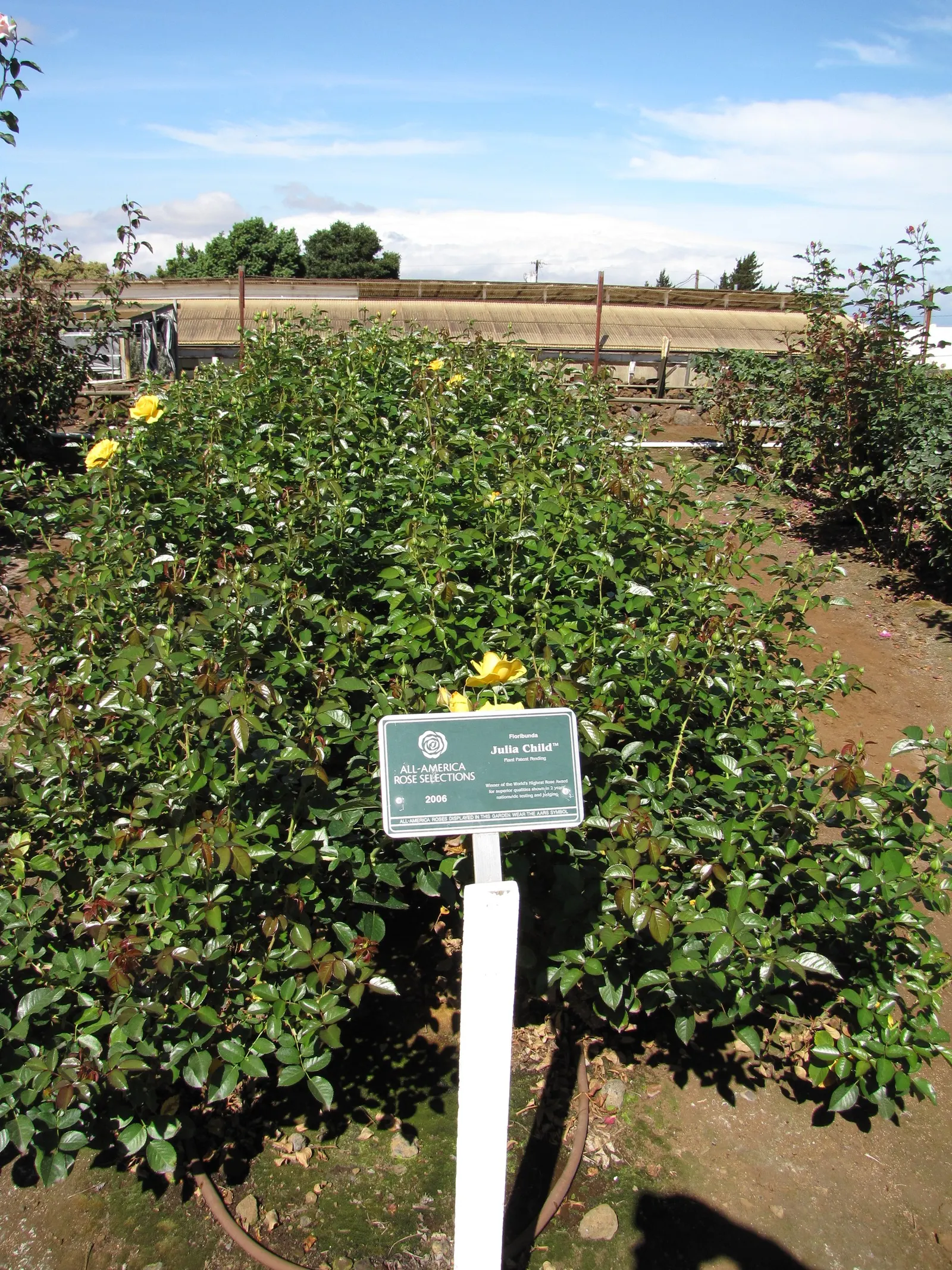 Julia Child Rose (Rosa 'Julia Child') — this rose prefers full sun exposure
