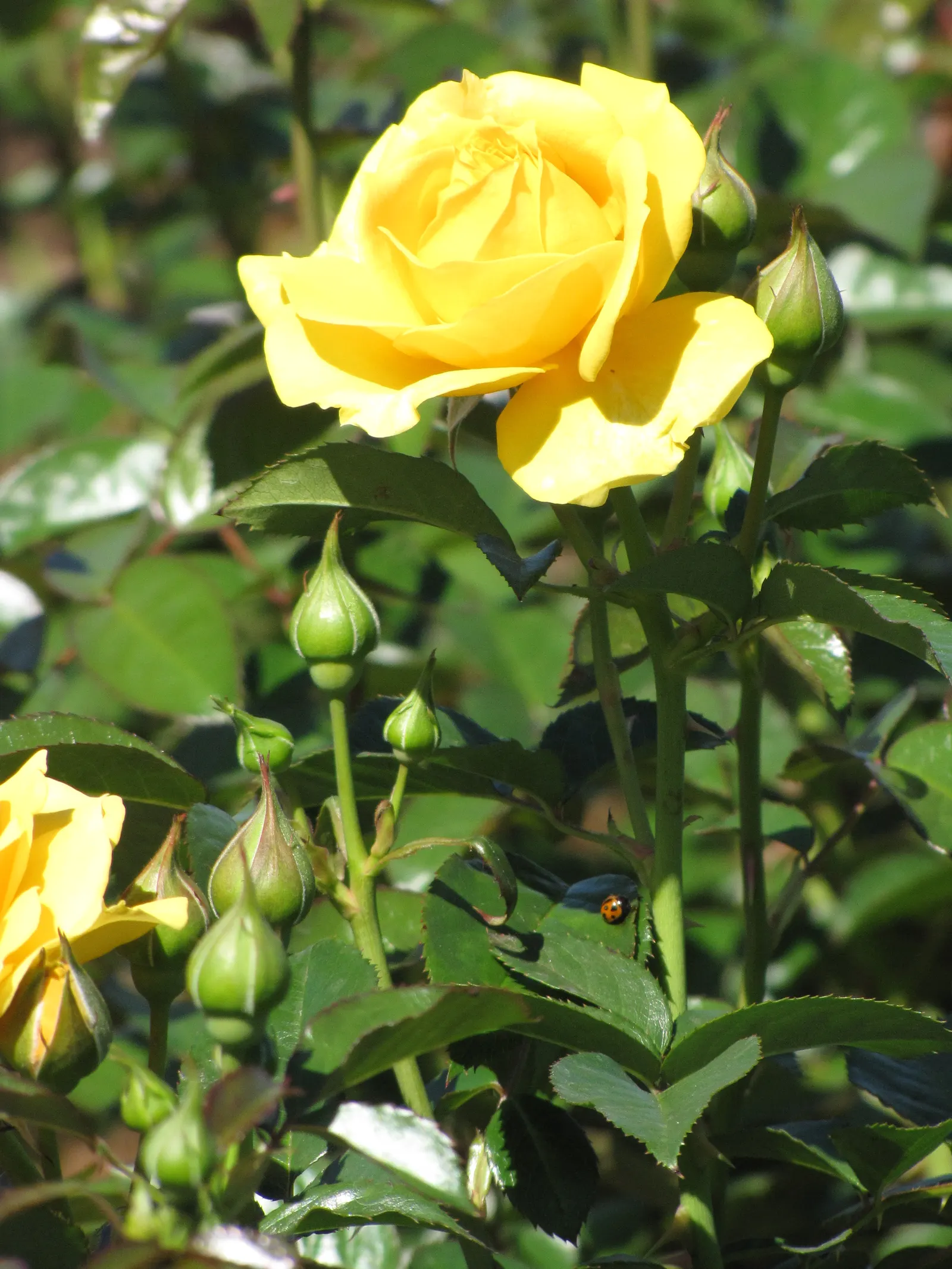 Julia Child Rose (Rosa 'Julia Child') — from late spring until the first frost