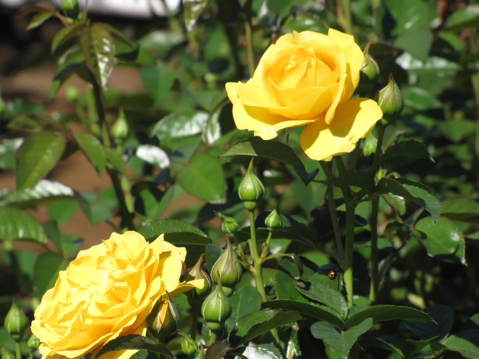 Julia Child Rose (Rosa 'Julia Child') — butter-gold blooms that exude a sweet licorice candy fragrance; exhibiting exceptional disease resistance