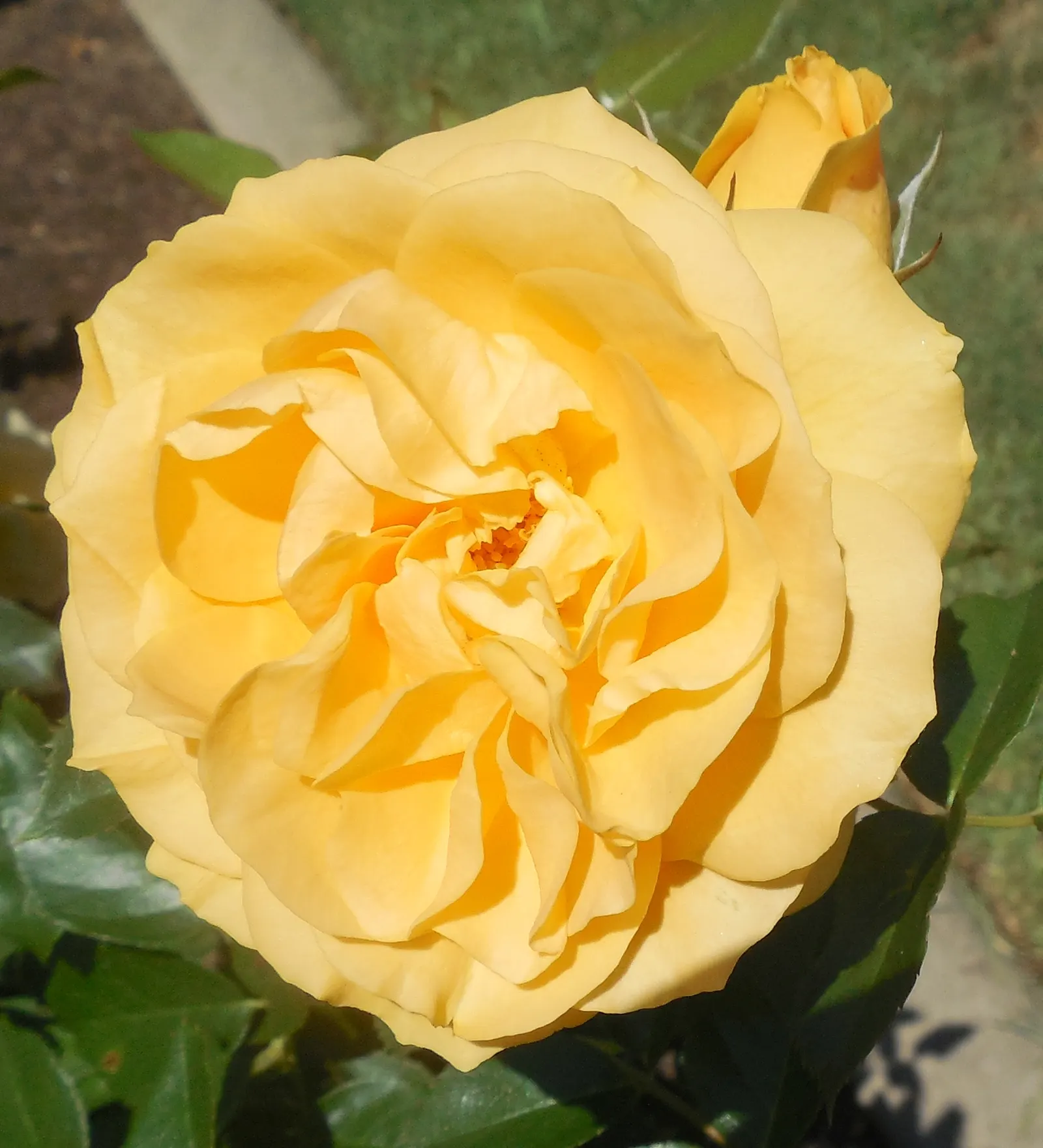 Julia Child Rose (Rosa 'Julia Child') — yellow flowers in the garden