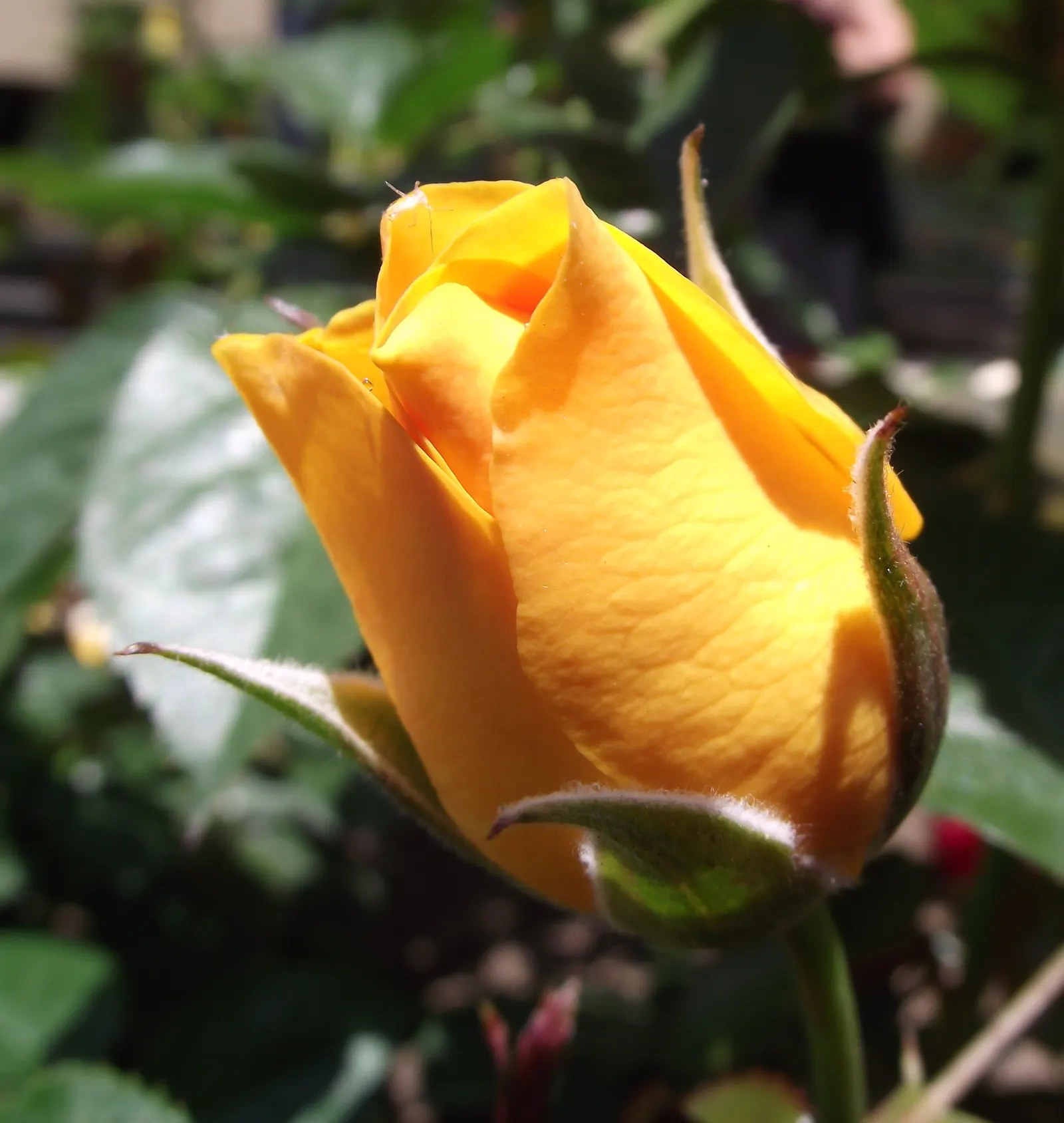 Julia Child Rose (Rosa 'Julia Child') — requiring a minimum of 6 hours of direct sunlight daily