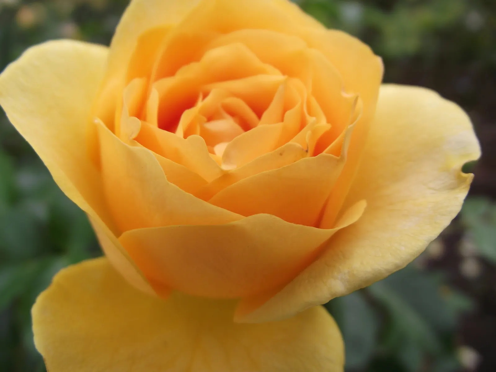 Julia Child Rose (Rosa 'Julia Child') — or as an eye-catching container specimen.<br><br>With a continuous blooming character