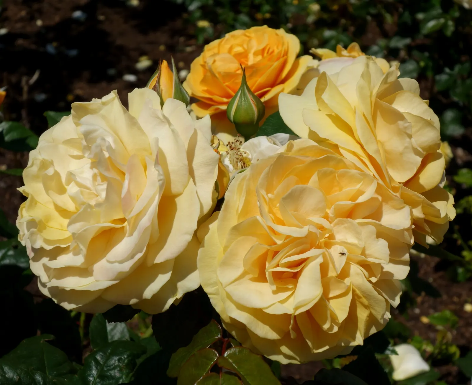 Julia Child Rose (Rosa 'Julia Child') — fitting well into small gardens or borders; from late spring until the first frost