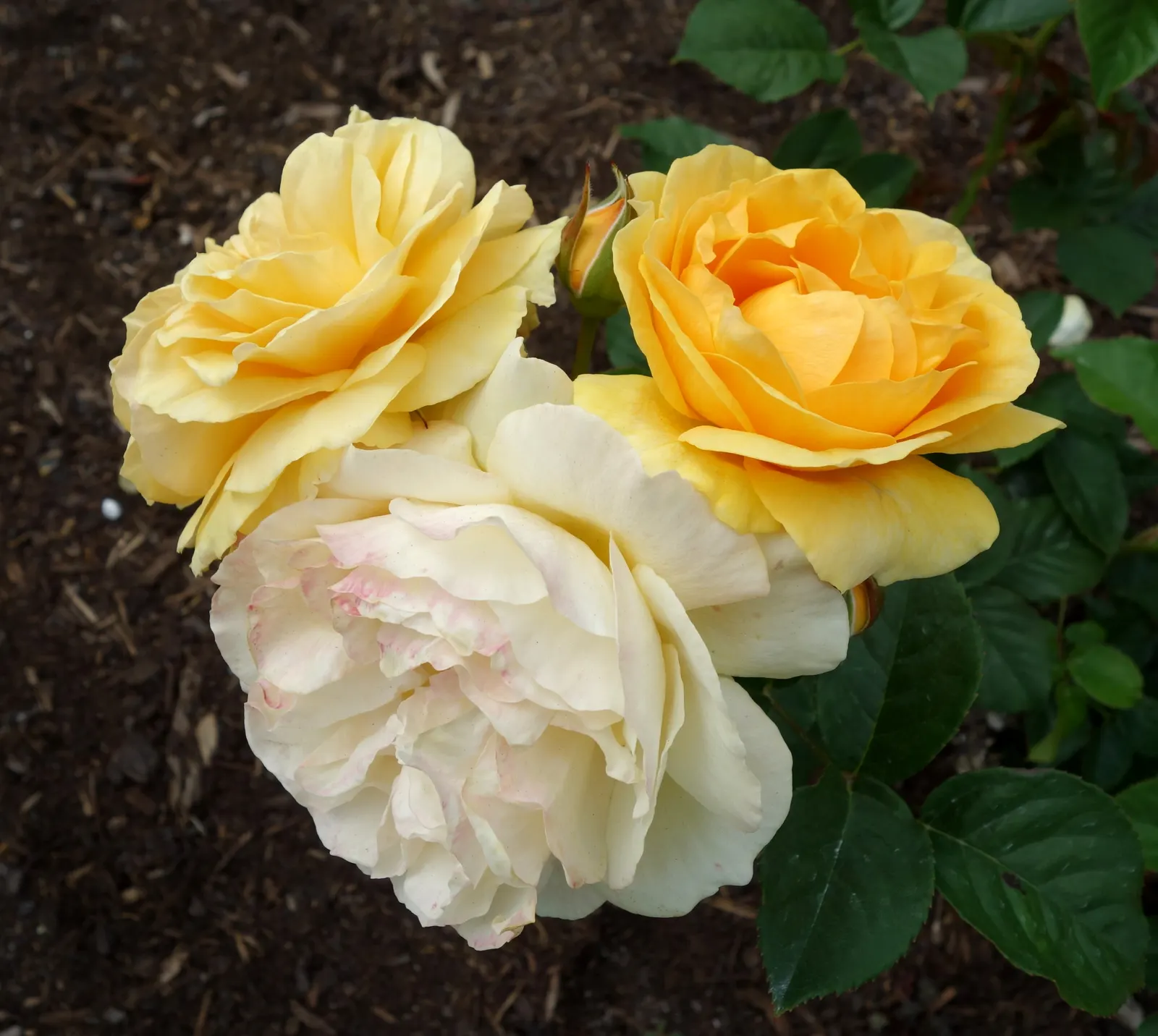 Julia Child Rose (Rosa 'Julia Child') — Repeat blooms grace the plant from late spring to frost; yellow flowers in the garden