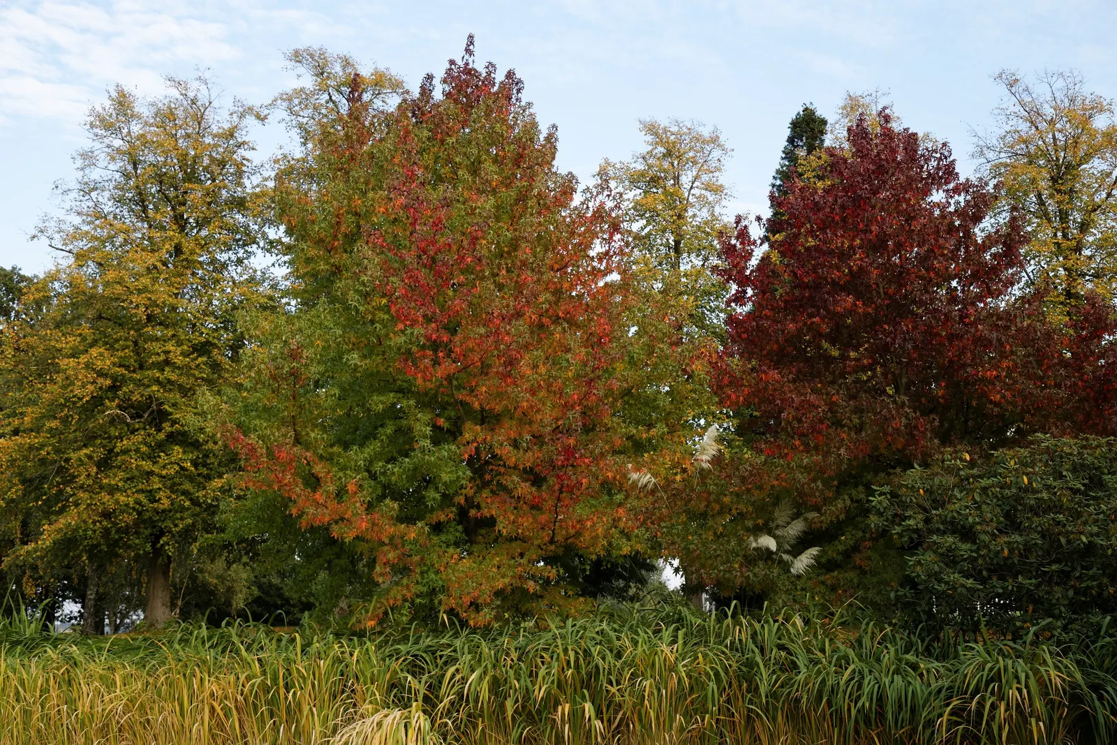 Fastigiate Beech (Fagus Sylvatica 'Dawyck Columnar') — The Fastigiate Beech (Fagus sylvatica 'Dawyck') is a stately