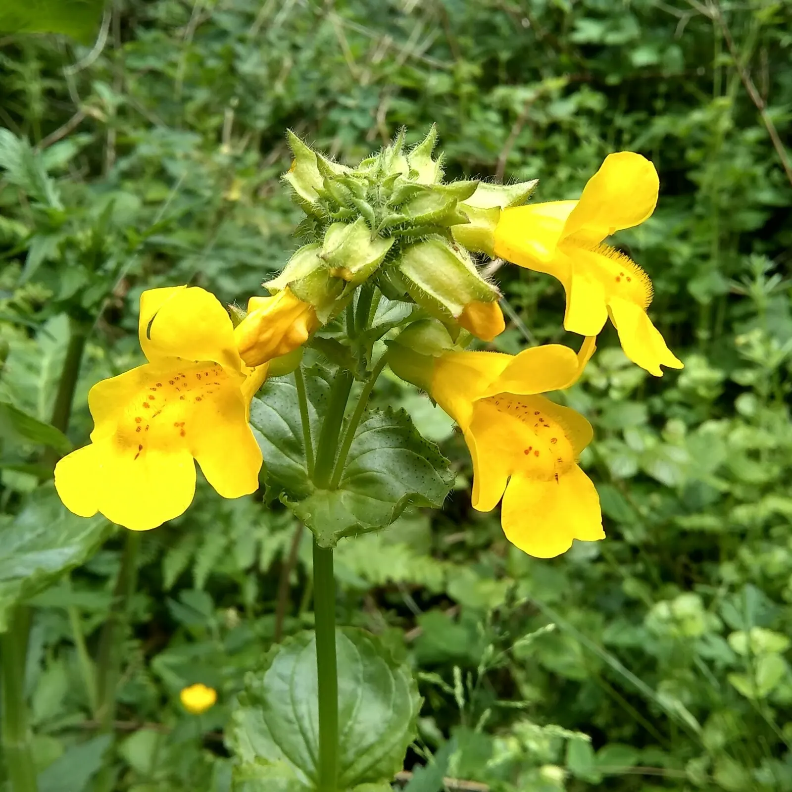 Monkey Flower (Mimulus X Hybridus) — perennial for full or half or shade; creating an appealing feature for both the homeowner and pollinators alike