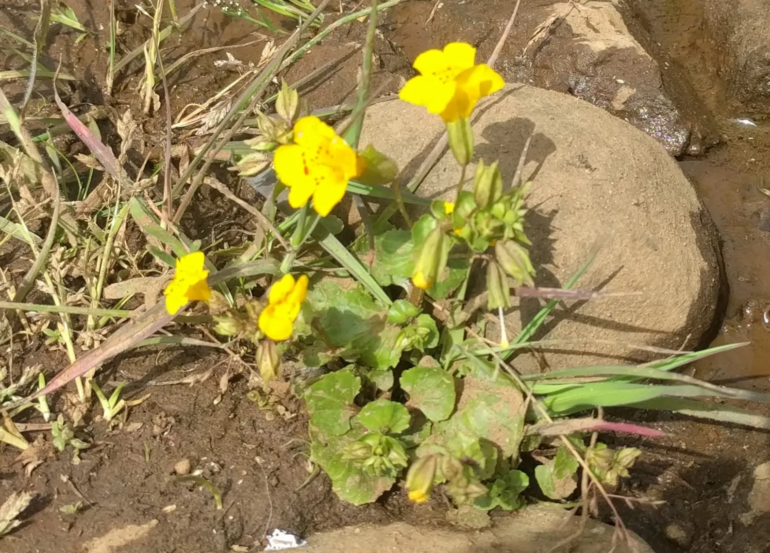 Monkey Flower (Mimulus X Hybridus) — Deadheading promotes continued flowering; perennial with yellow blooms