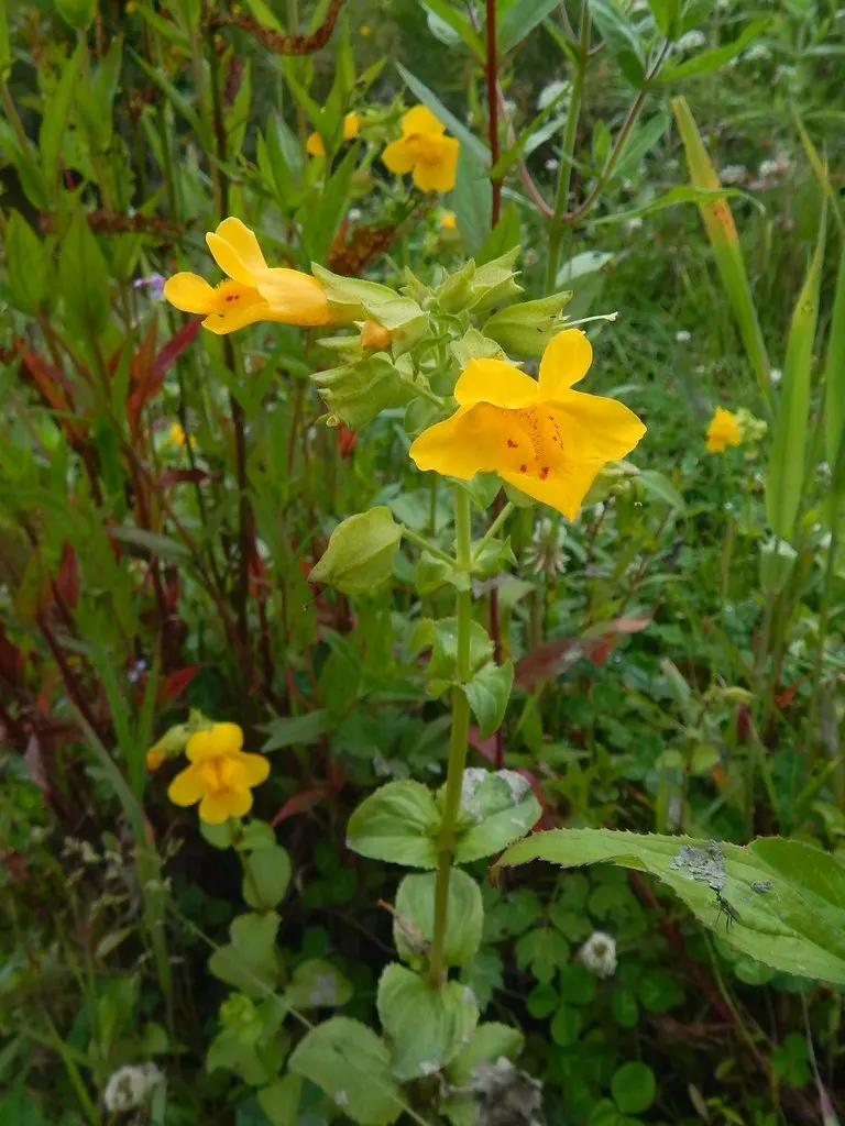 Monkey Flower (Mimulus X Hybridus) — is a captivating addition to any landscape design due to its vibrant and diverse color palette; monkey Flower, Mimulus x