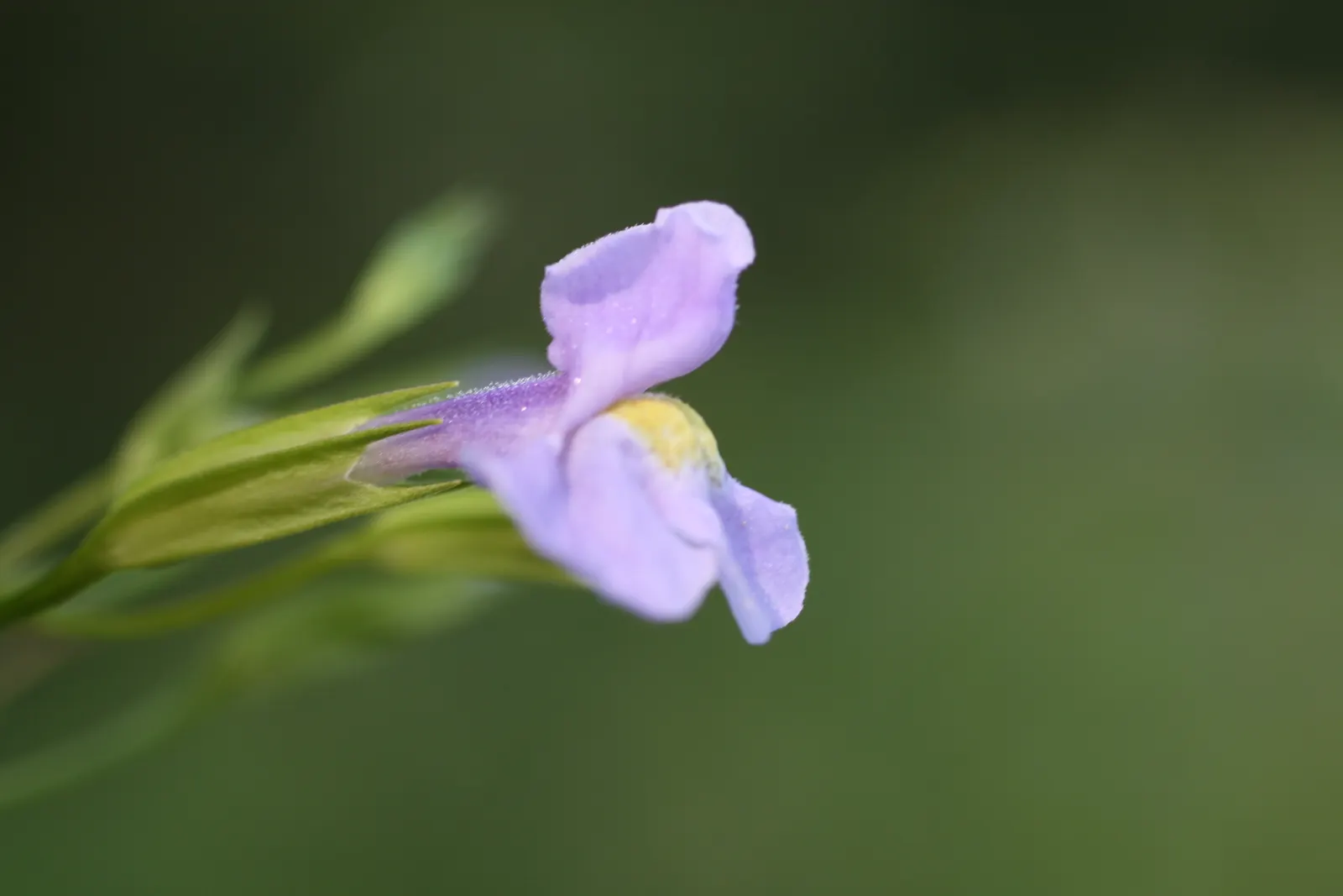 Monkey Flower (Mimulus X Hybridus) — with a preferable pH range of 6.0 to 7.5; yellow flowers in the garden