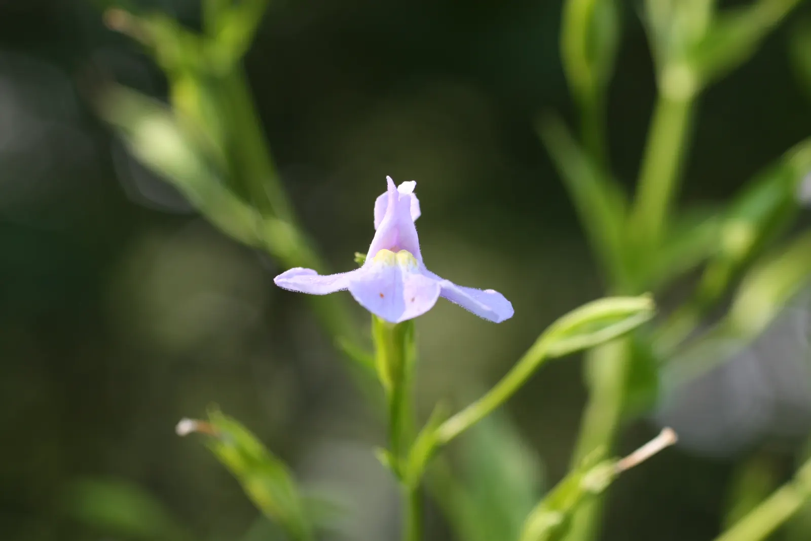Monkey Flower (Mimulus X Hybridus) — Their playful appearance and rich colors provide a dramatic impact