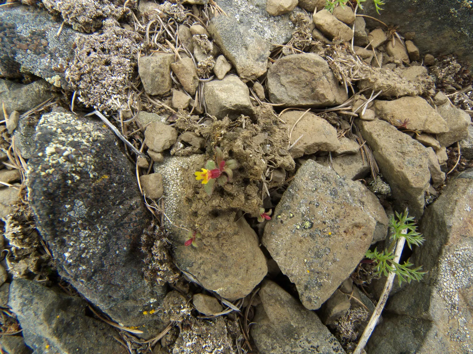 Monkey Flower (Mimulus X Hybridus) — Regular watering is crucial; hardy and relatively low-maintenance, it attracts pollinators while resisting deer, image 68