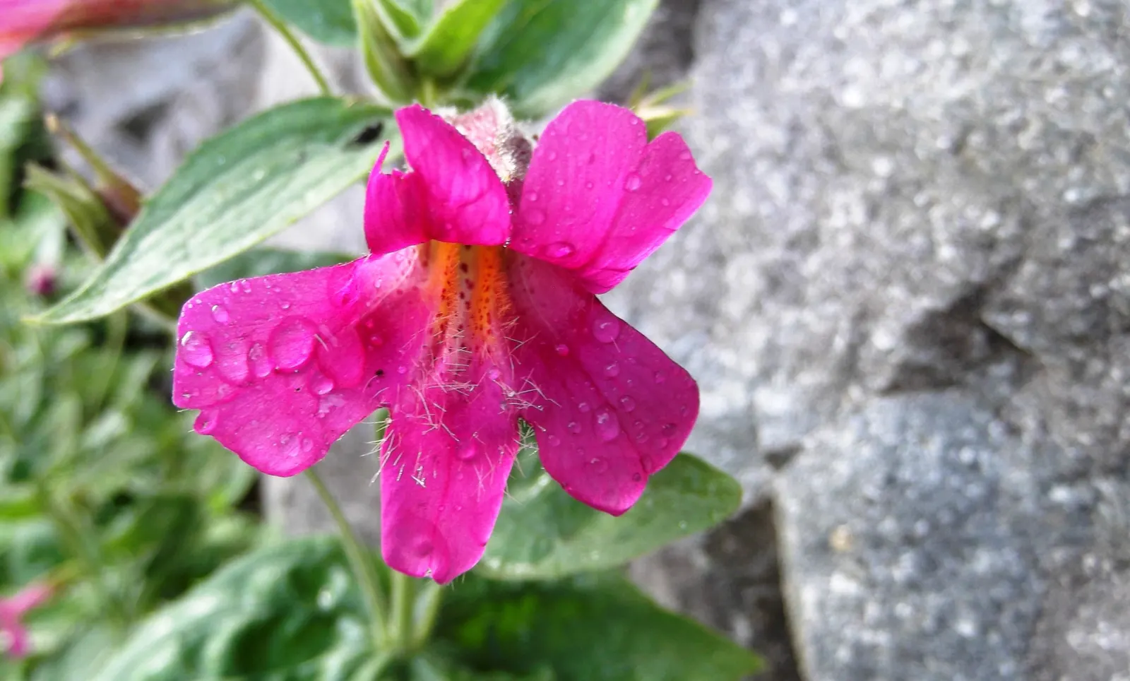 Monkey Flower (Mimulus X Hybridus) — Hardy and relatively low-maintenance, it attracts pollinators while resisting deer; perfect for border accents, image 83