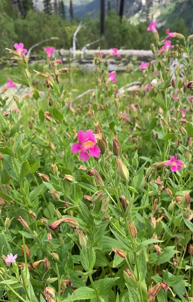 Monkey Flower (Mimulus X Hybridus) — with a preferable pH range of 6.0 to 7.5