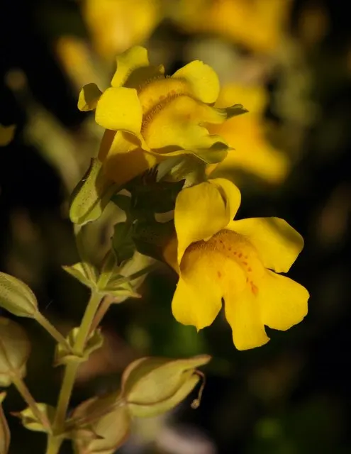Monkey Flower (Mimulus X Hybridus) — Typically grows 1-2 feet tall with a 1-foot spread; to keep the soil consistently moist but not waterlogged