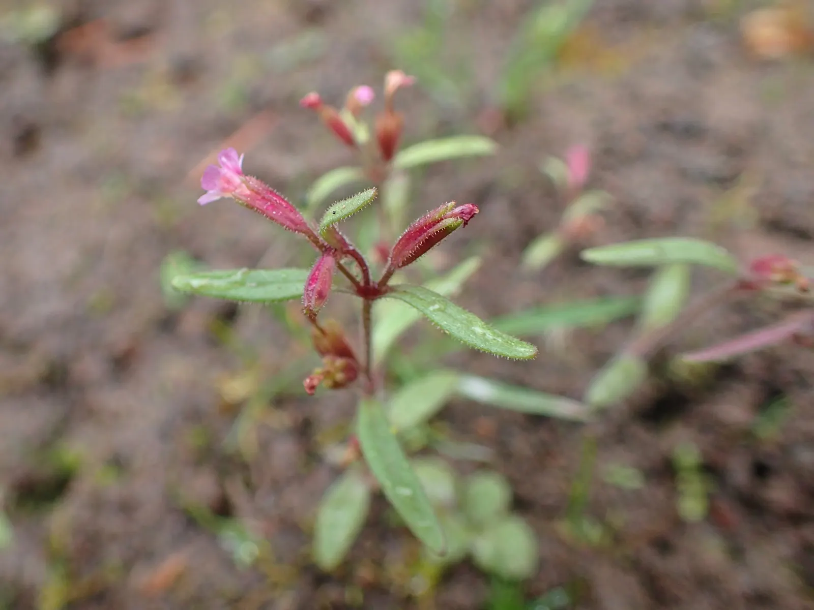 Monkey Flower (Mimulus X Hybridus) — and is known for its dense; especially when planted in mass