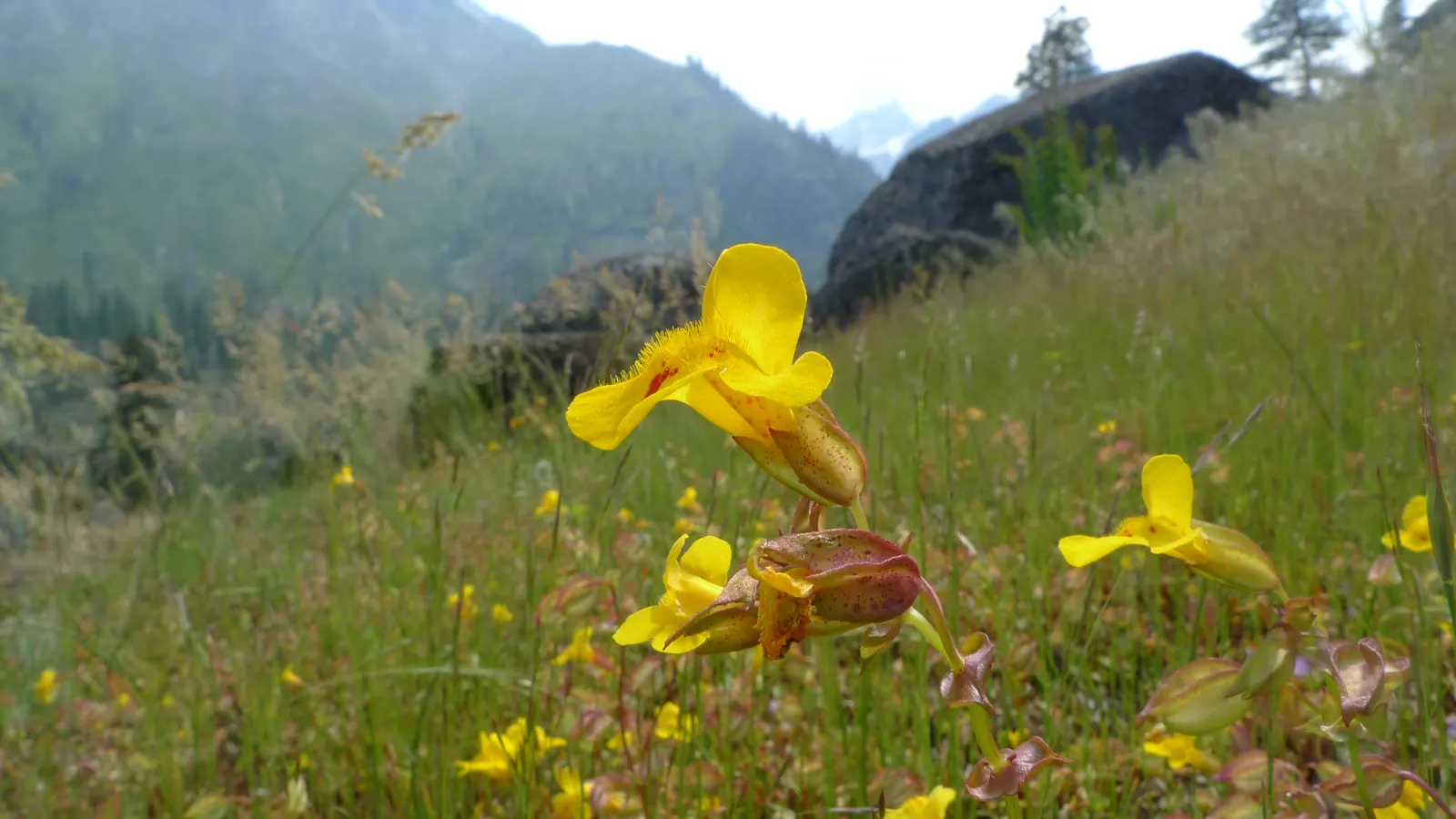 Monkey Flower (Mimulus X Hybridus) — is a captivating addition to any landscape design due to its vibrant and diverse color palette