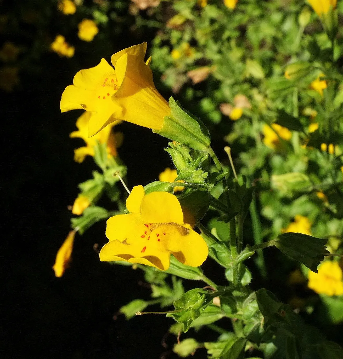 Monkey Flower (Mimulus X Hybridus) — ensure a well-drained soil rich in organic matter