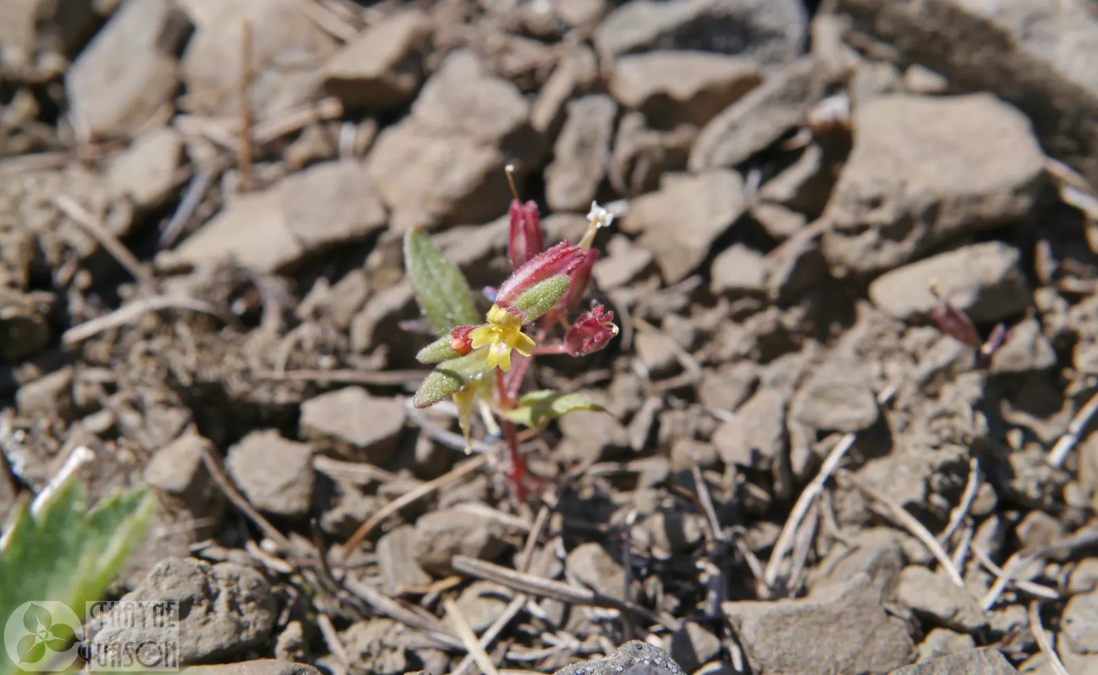 Monkey Flower (Mimulus X Hybridus) — perennial for full or half or shade