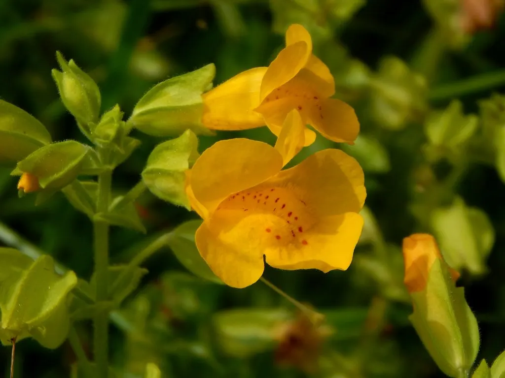 Monkey Flower (Mimulus X Hybridus) — Hardy and relatively low-maintenance, it attracts pollinators while resisting deer; perfect for border accents, image 57