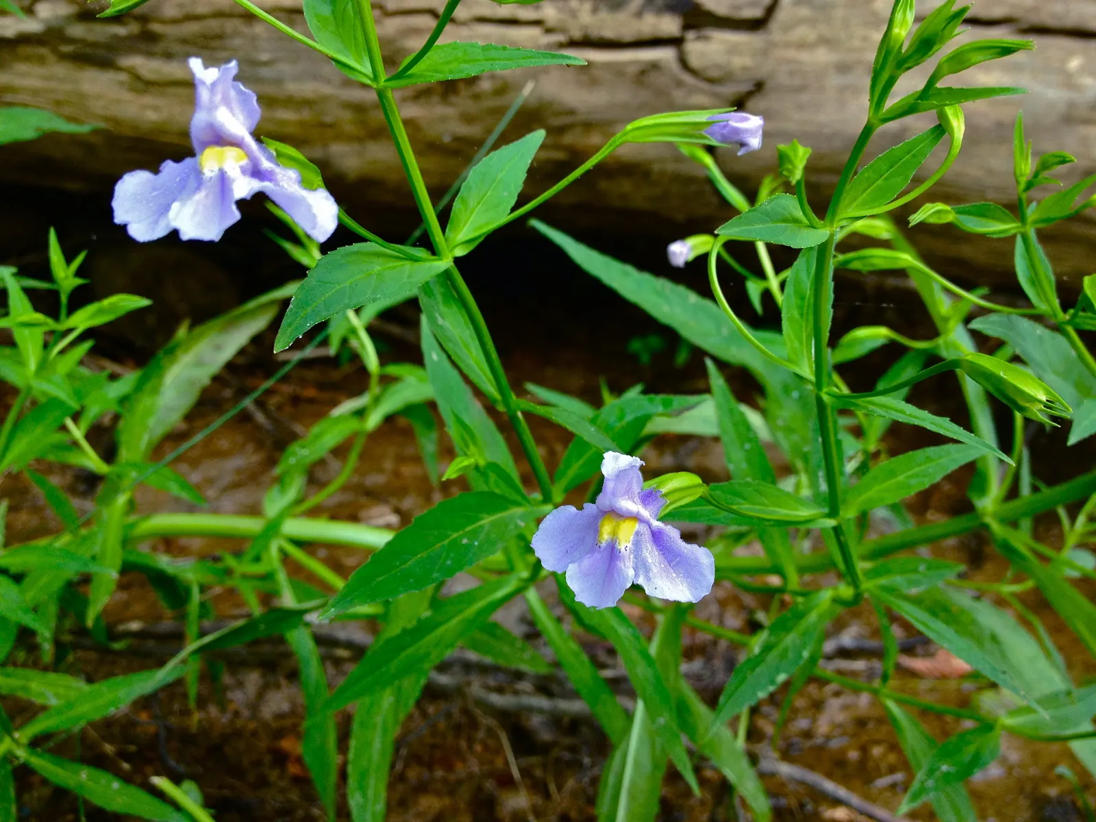 Monkey Flower (Mimulus X Hybridus) — creating an appealing feature for both the homeowner and pollinators alike; ideal for adding splashes of color, image 75