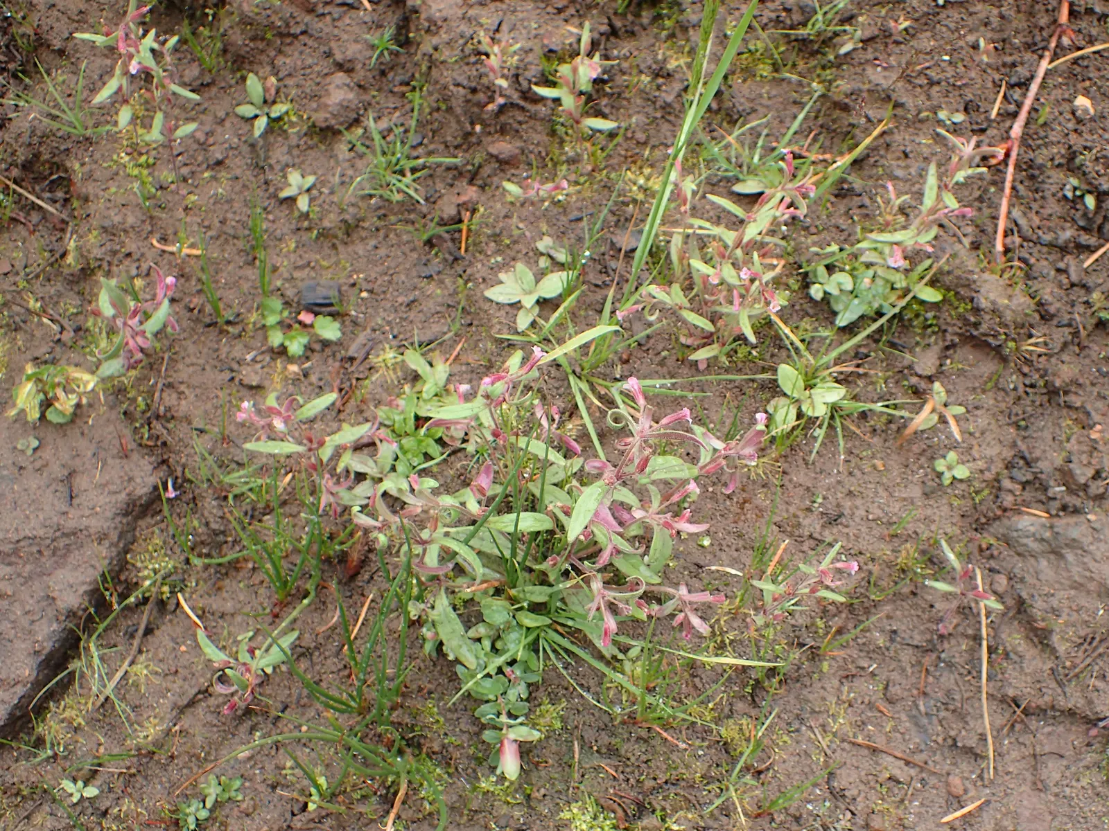 Monkey Flower (Mimulus X Hybridus) — herbaceous growth habit that fills in beautifully as a ground cover or border plant; typically grows 1-2 feet, image 64