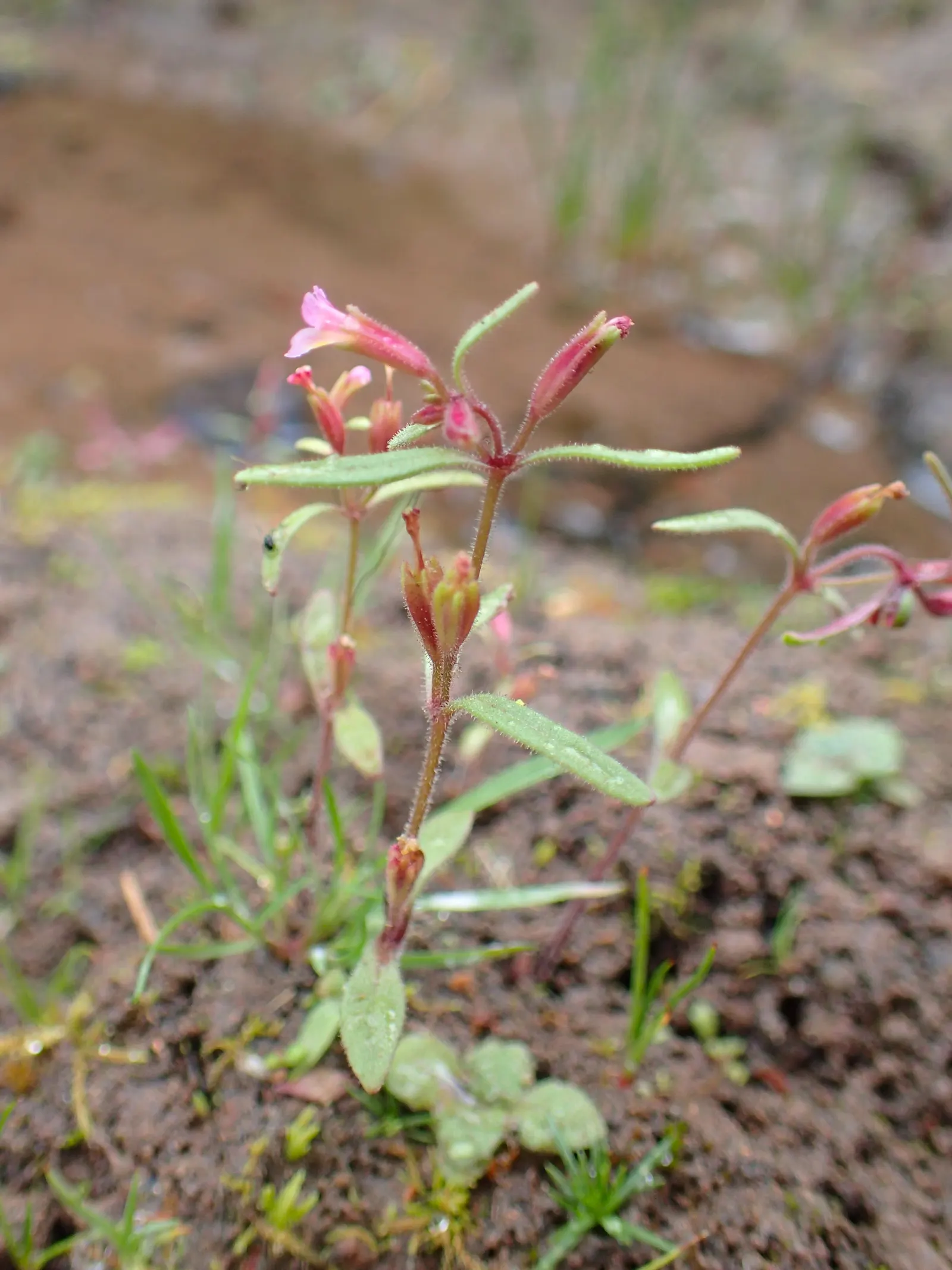 Monkey Flower (Mimulus X Hybridus) — ensure a well-drained soil rich in organic matter; particularly during dry periods, image 66