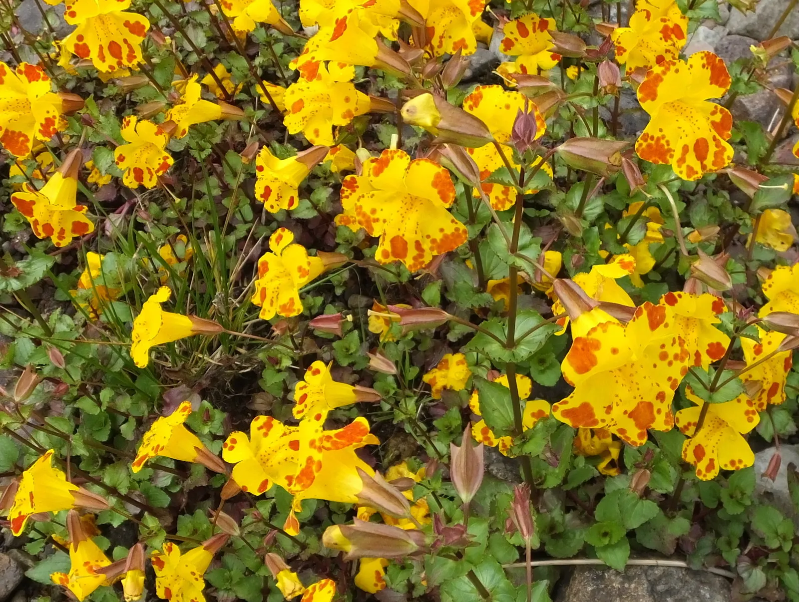 Monkey Flower (Mimulus X Hybridus) — or as part of a rain garden where their moisture-loving nature can be capitalized upon; scientifically known as Mimulus x