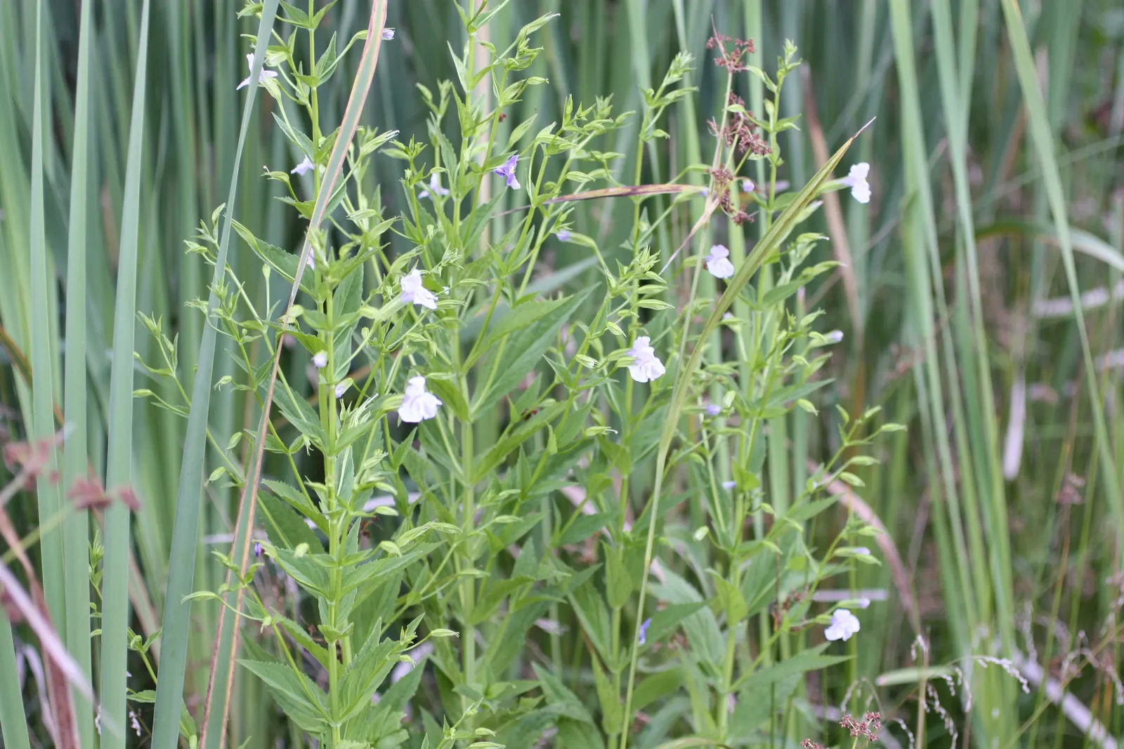 Monkey Flower (Mimulus X Hybridus) — as well as its unique flower shape that resembles a monkey's face